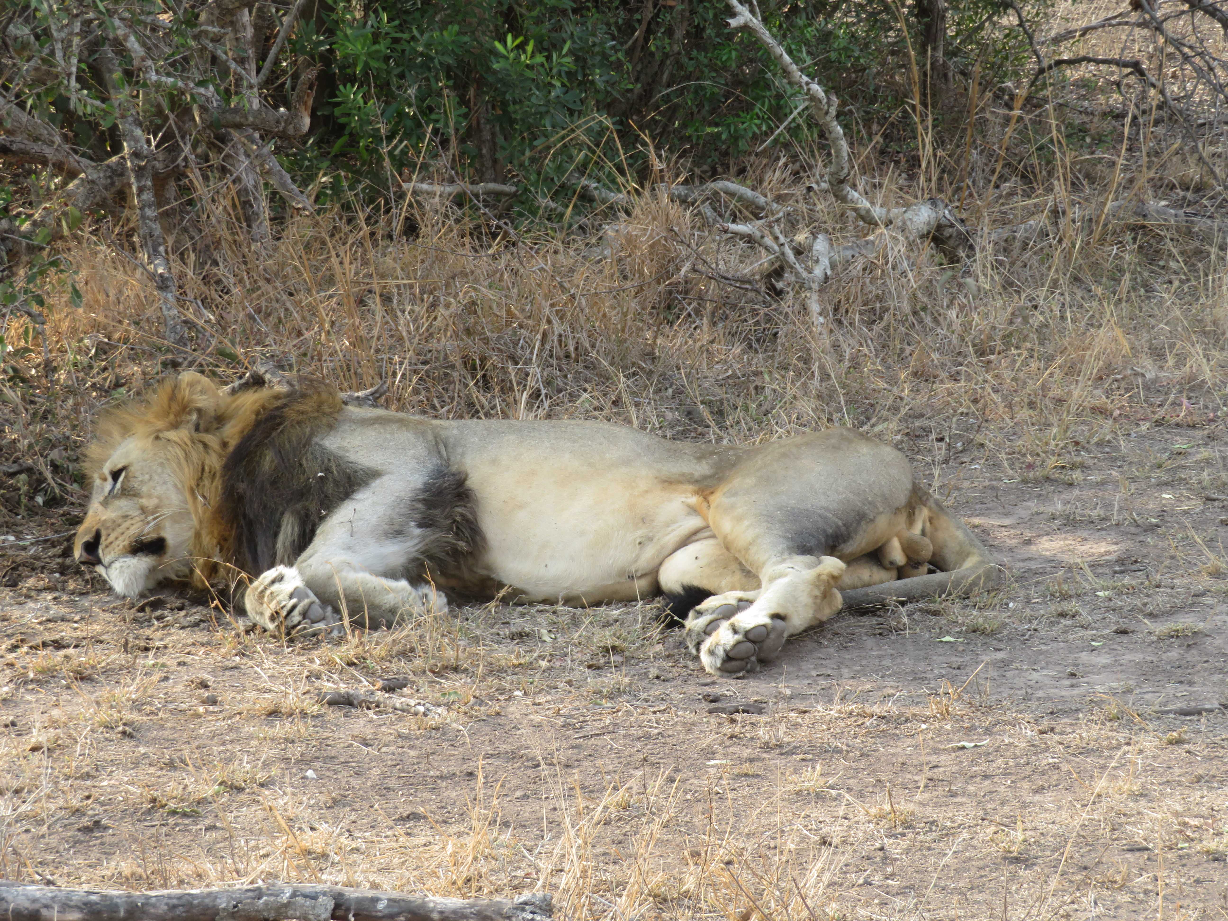Rebecca Bower: lion relaxing
