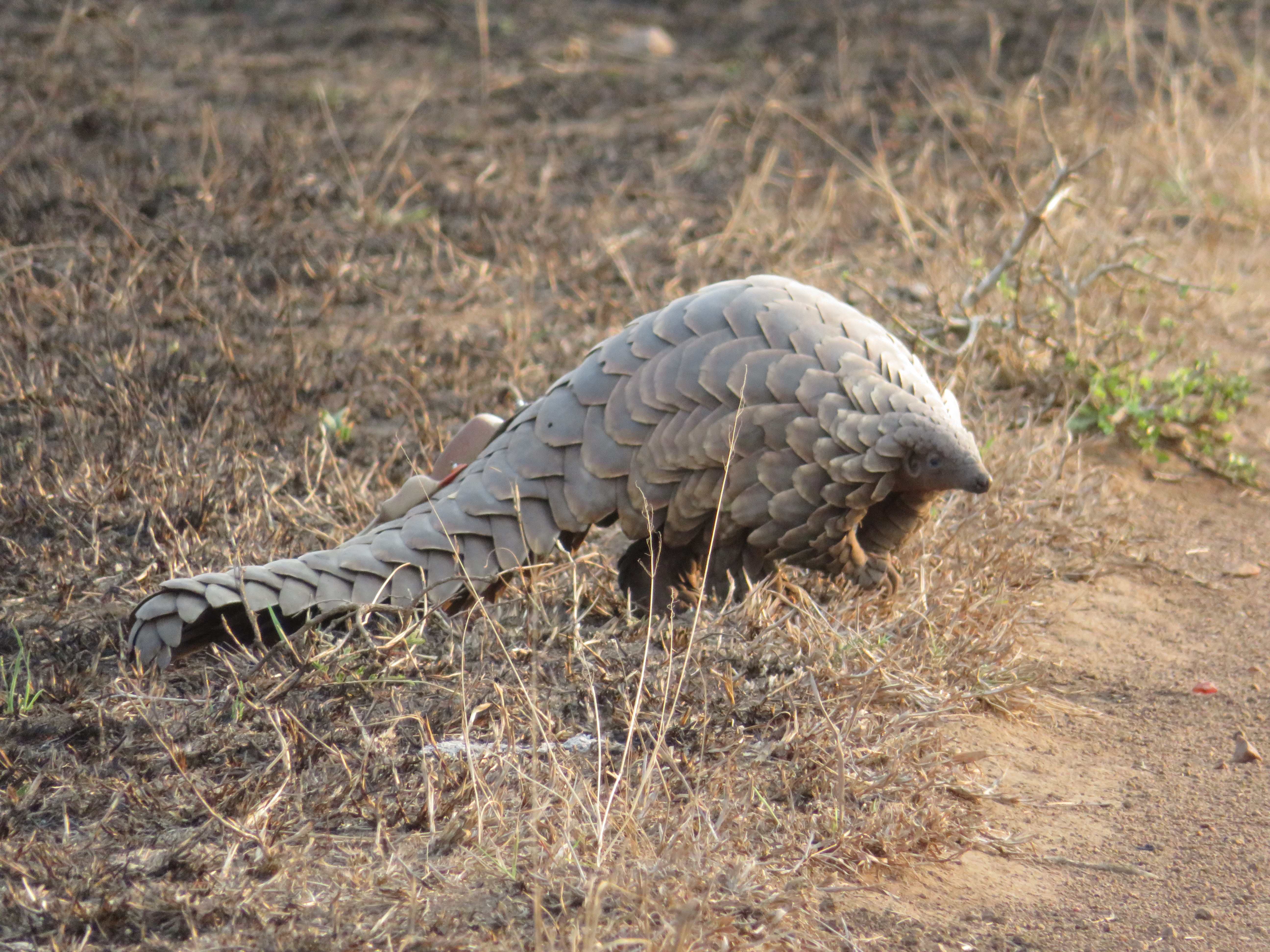 Rebecca Bower: pangolin
