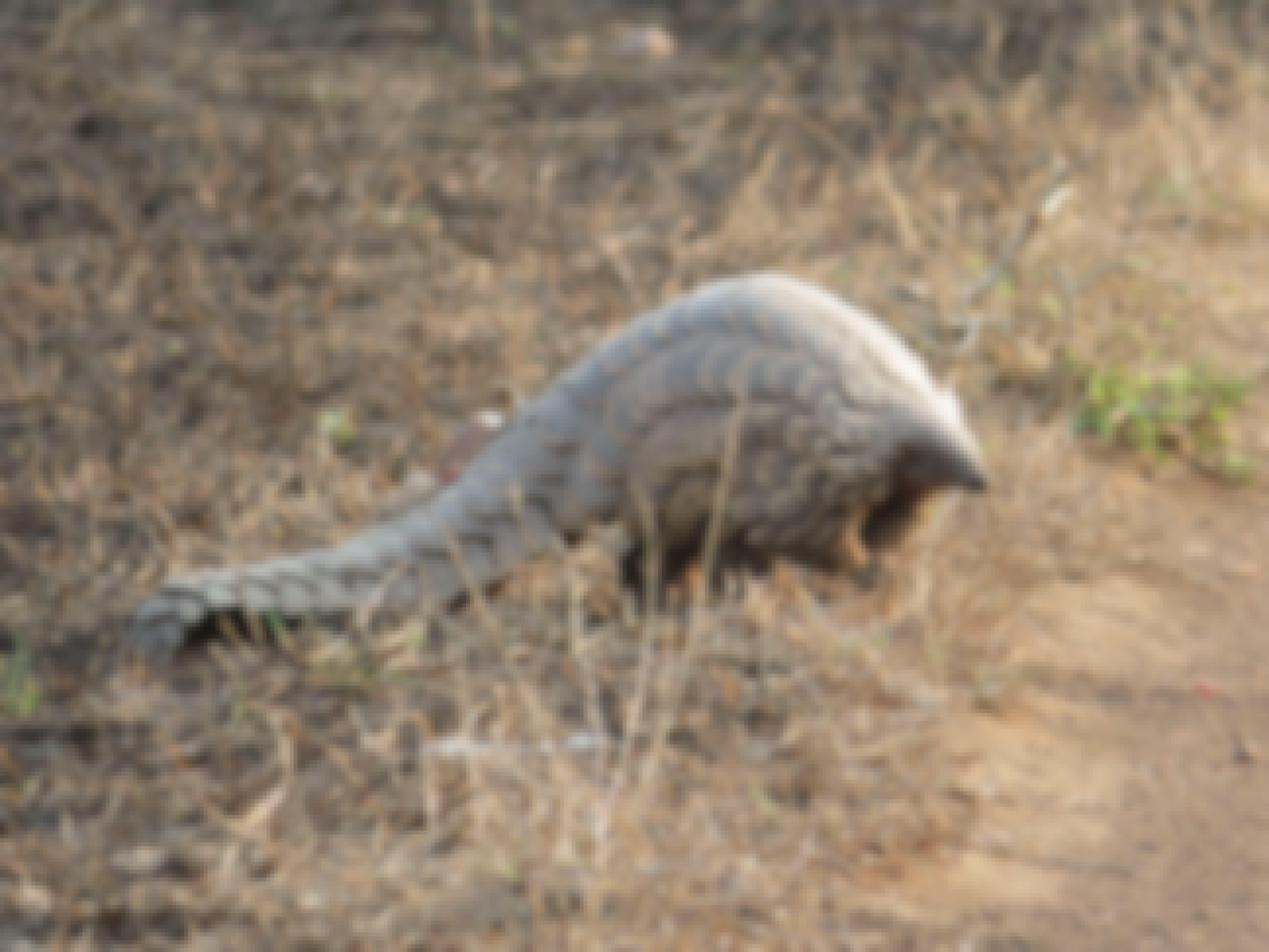 Rebecca Bower: pangolin