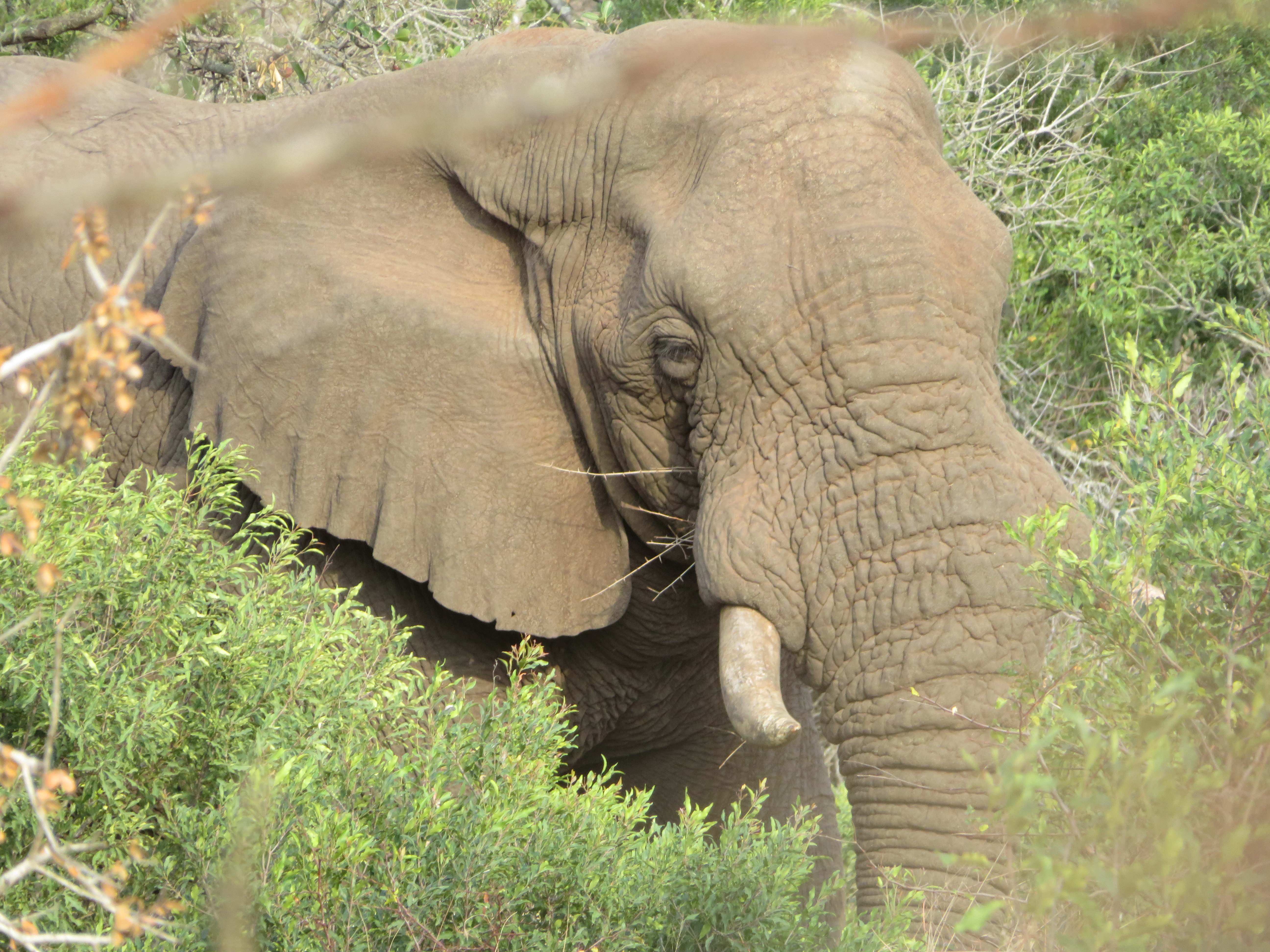 Rebecca Bower: close-up of an elephant