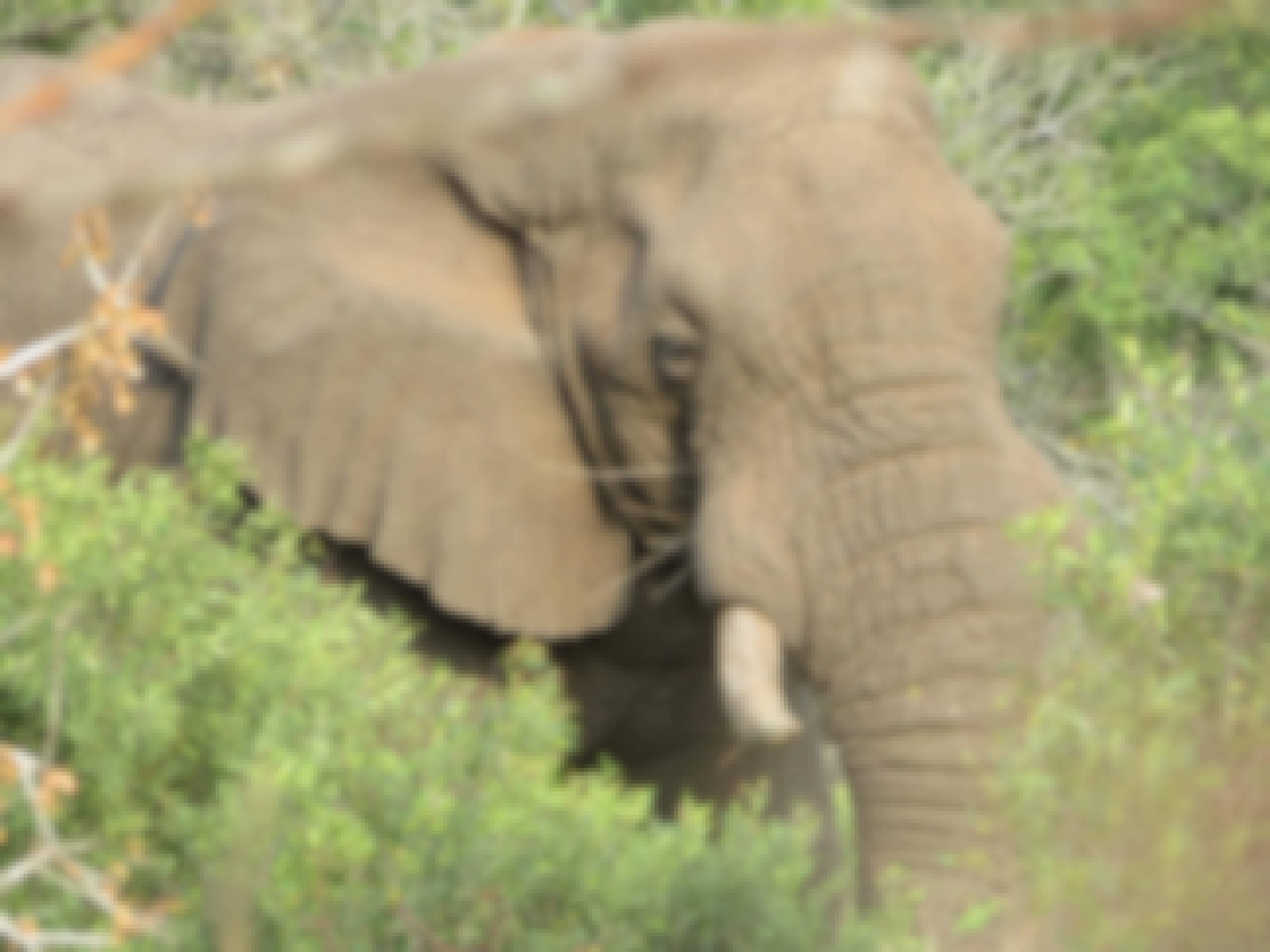 Rebecca Bower: close-up of an elephant