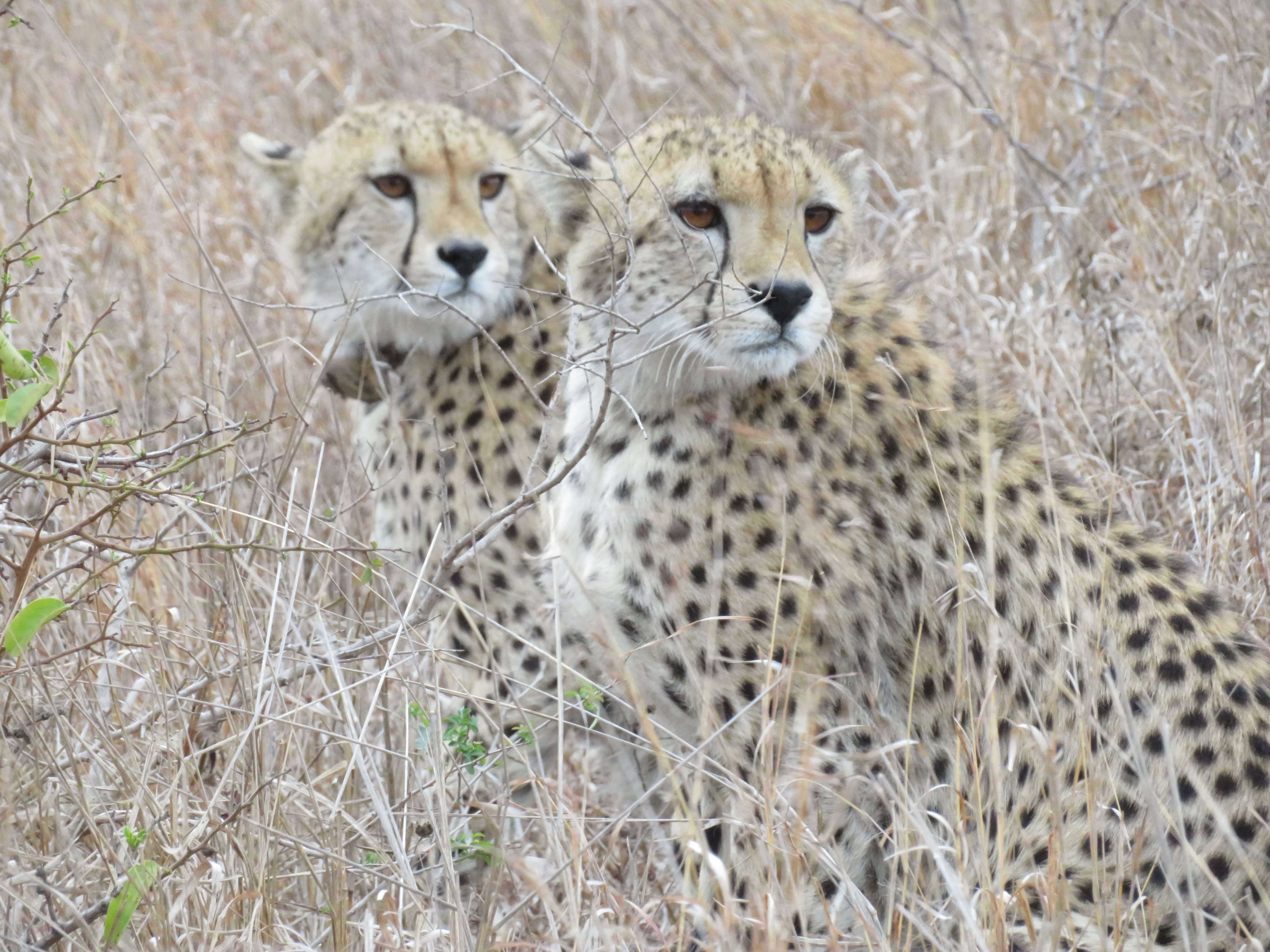 Rebecca Bower: two cheetahs