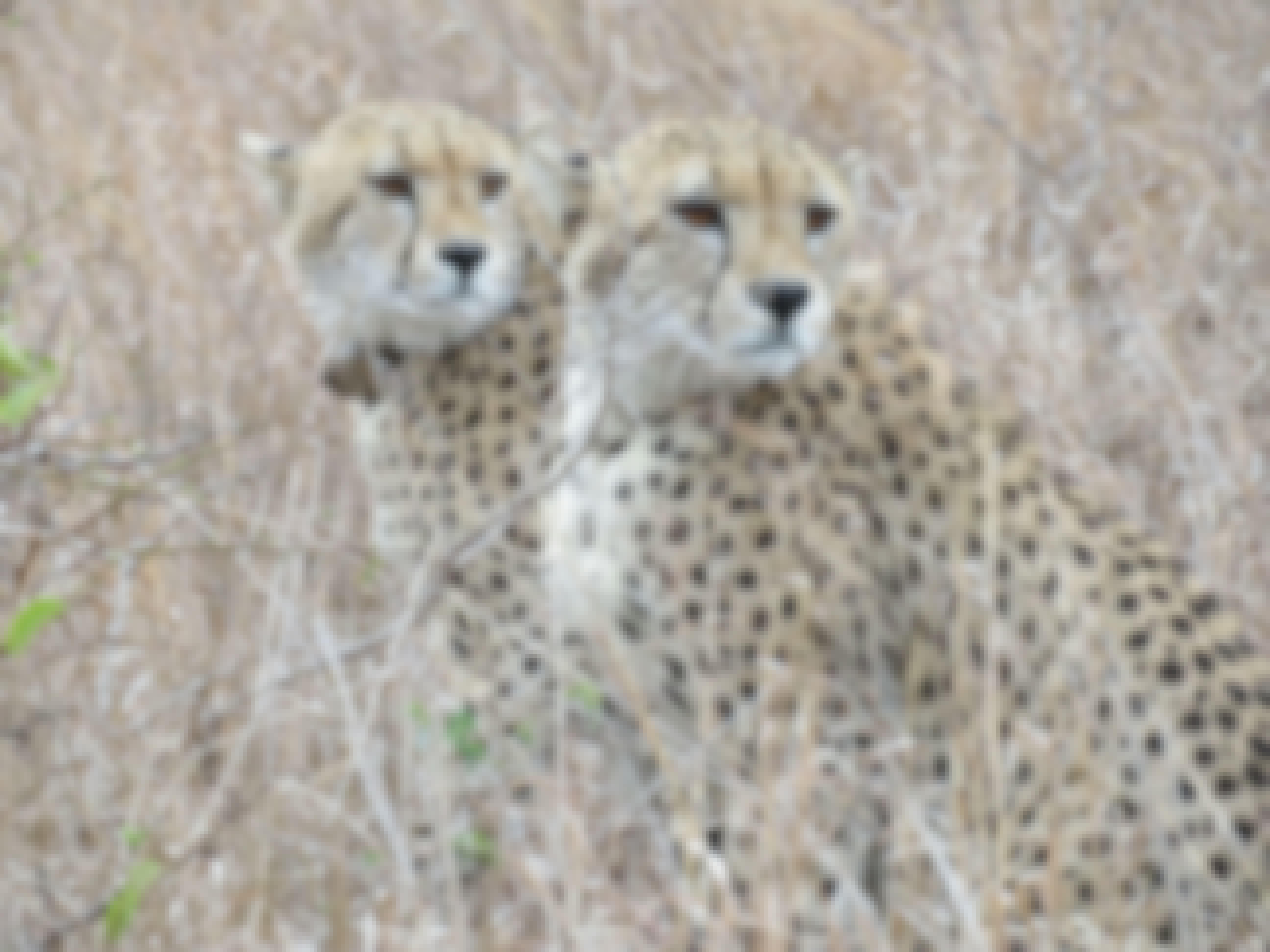 Rebecca Bower: two cheetahs