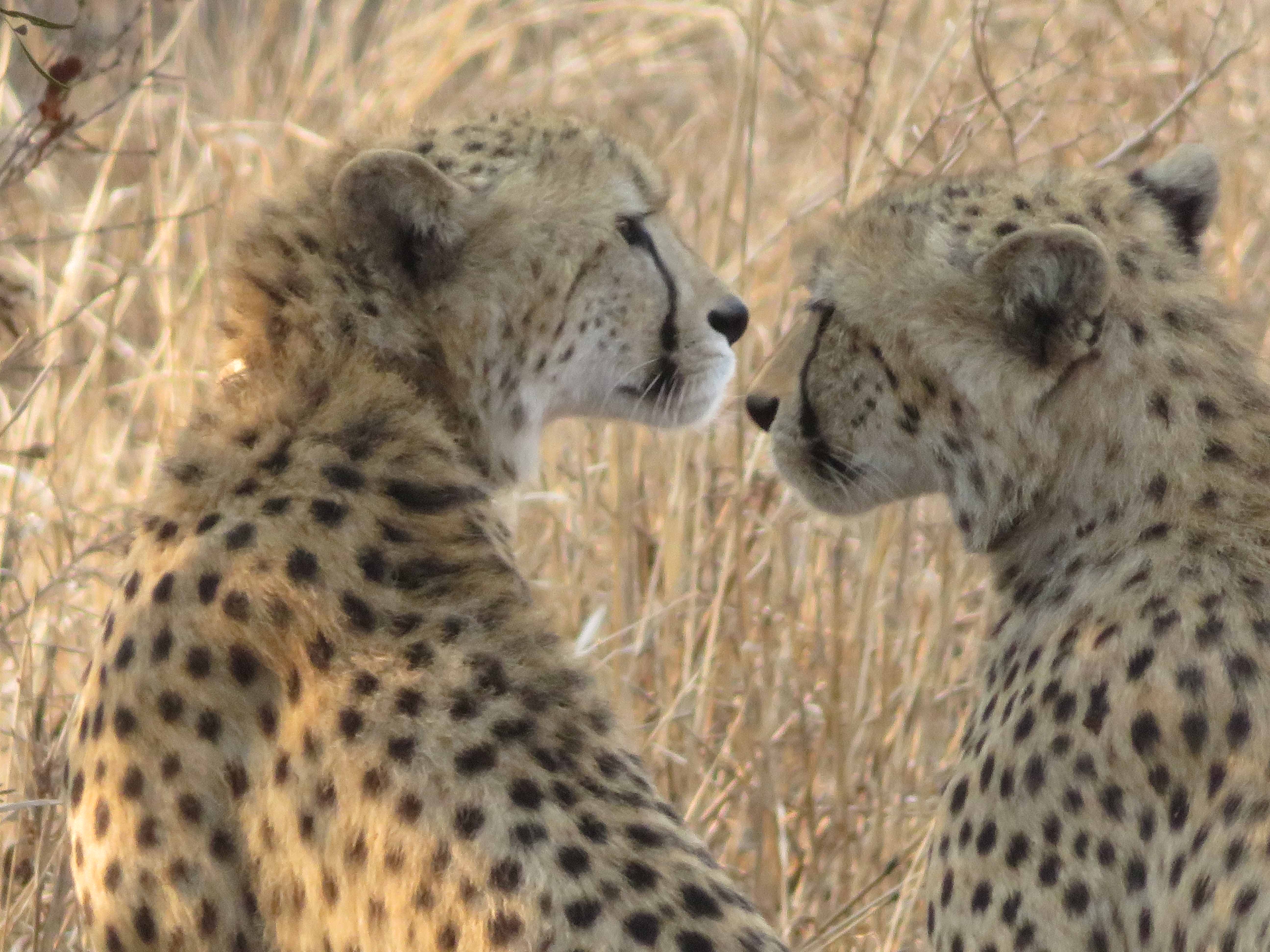 Rebecca Bower: close-up of cheetahs