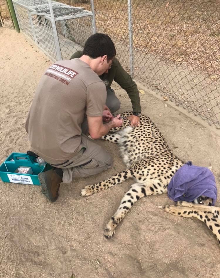 Jesse Burgess: veterinary work on a sedated cheetah