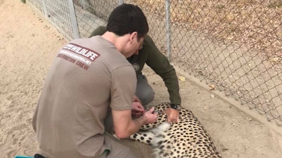 Jesse Burgess: veterinary work on a sedated cheetah