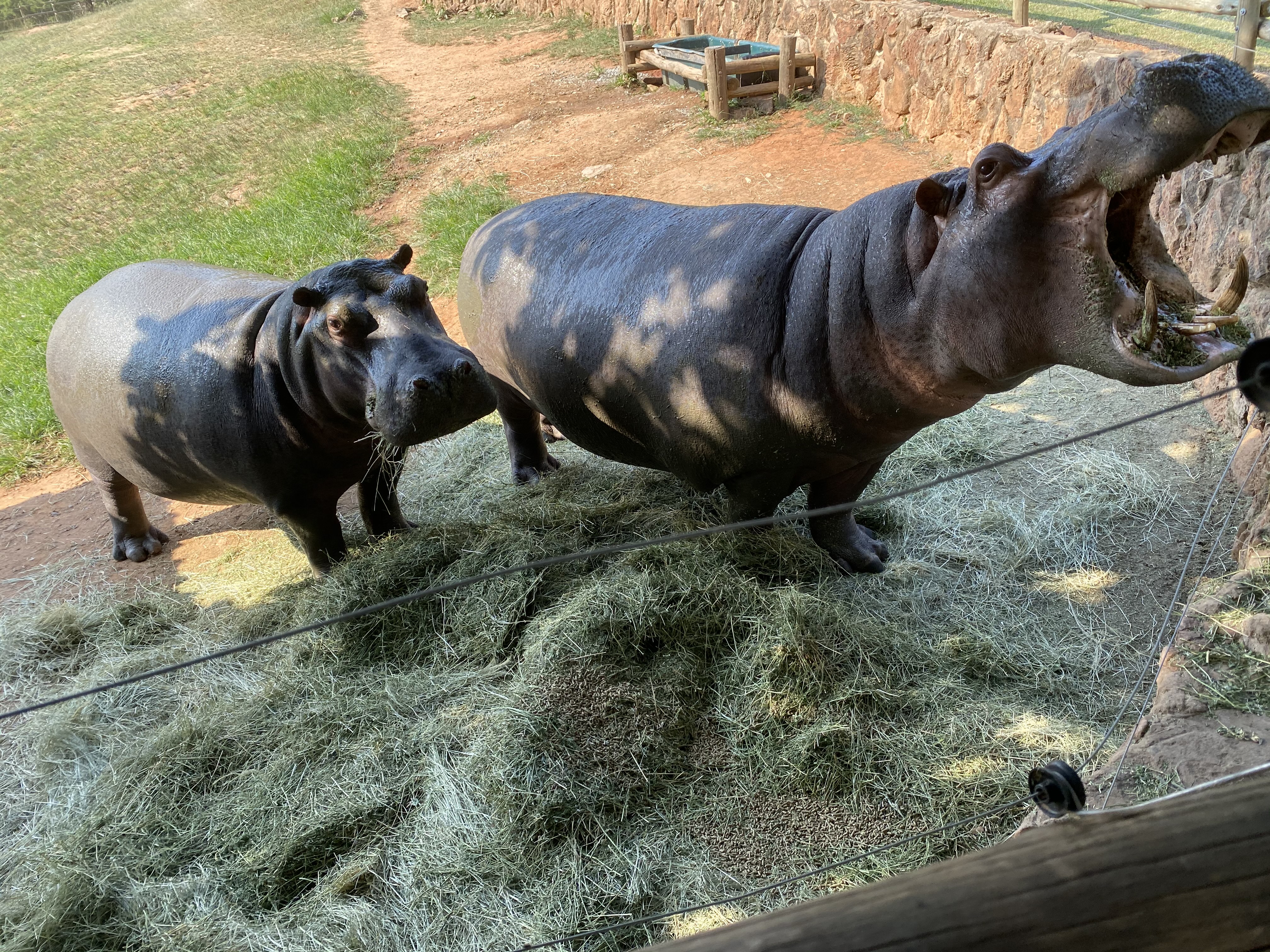 Chandra Kelton: hippos