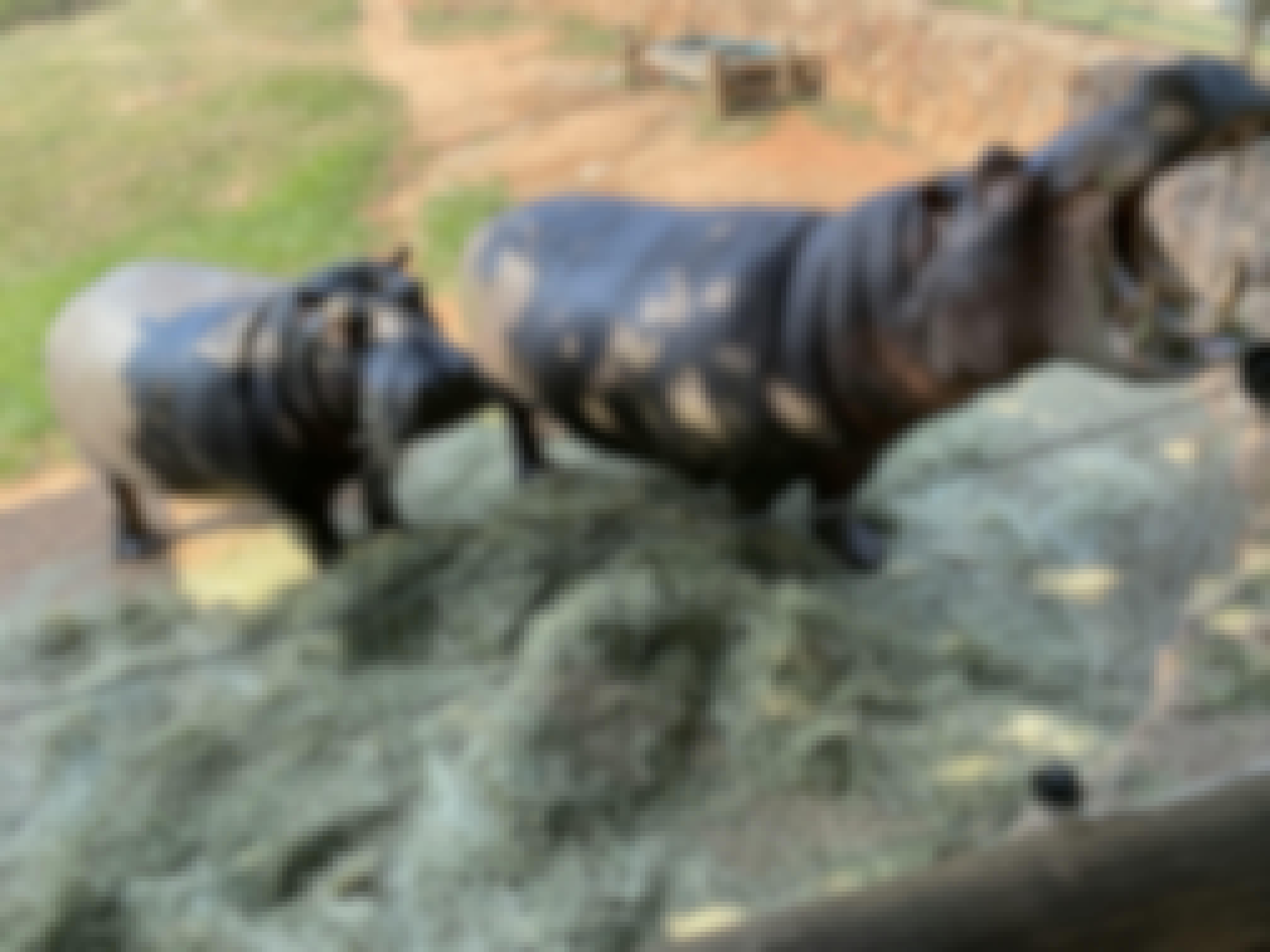 Chandra Kelton: hippos