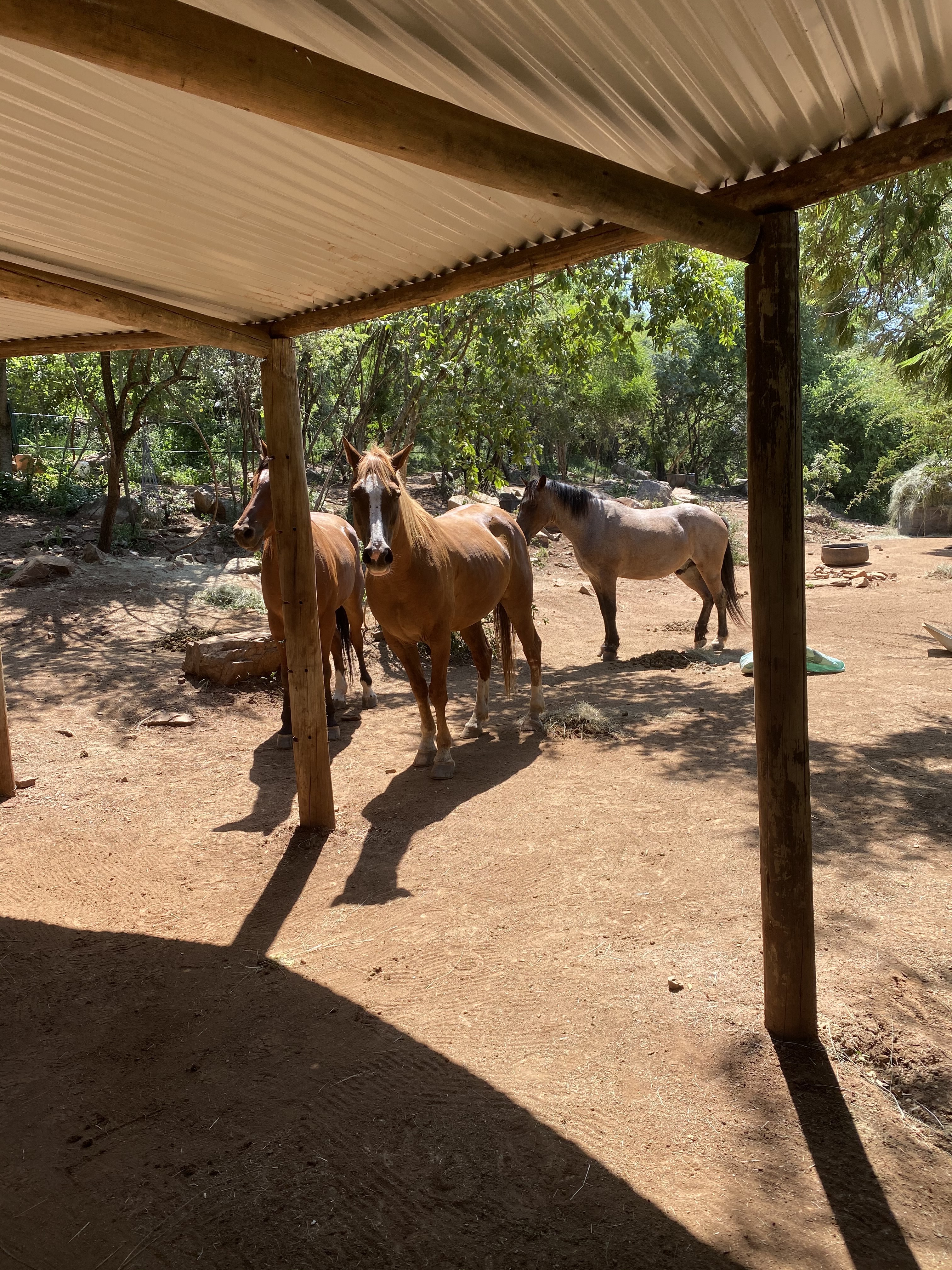 Chandra Kelton: horses