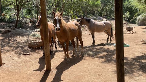 Chandra Kelton: horses