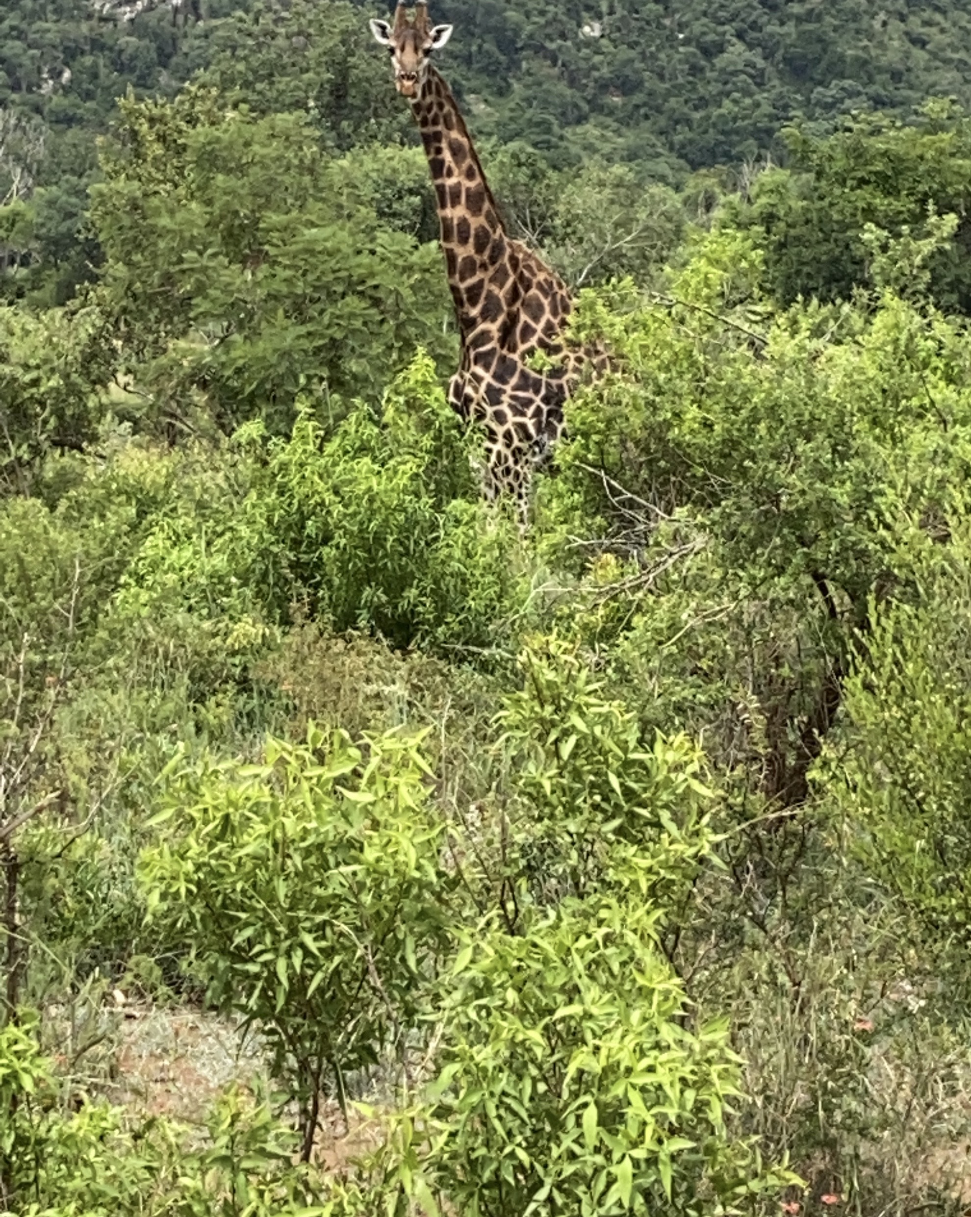 Chandra Kelton: giraffe