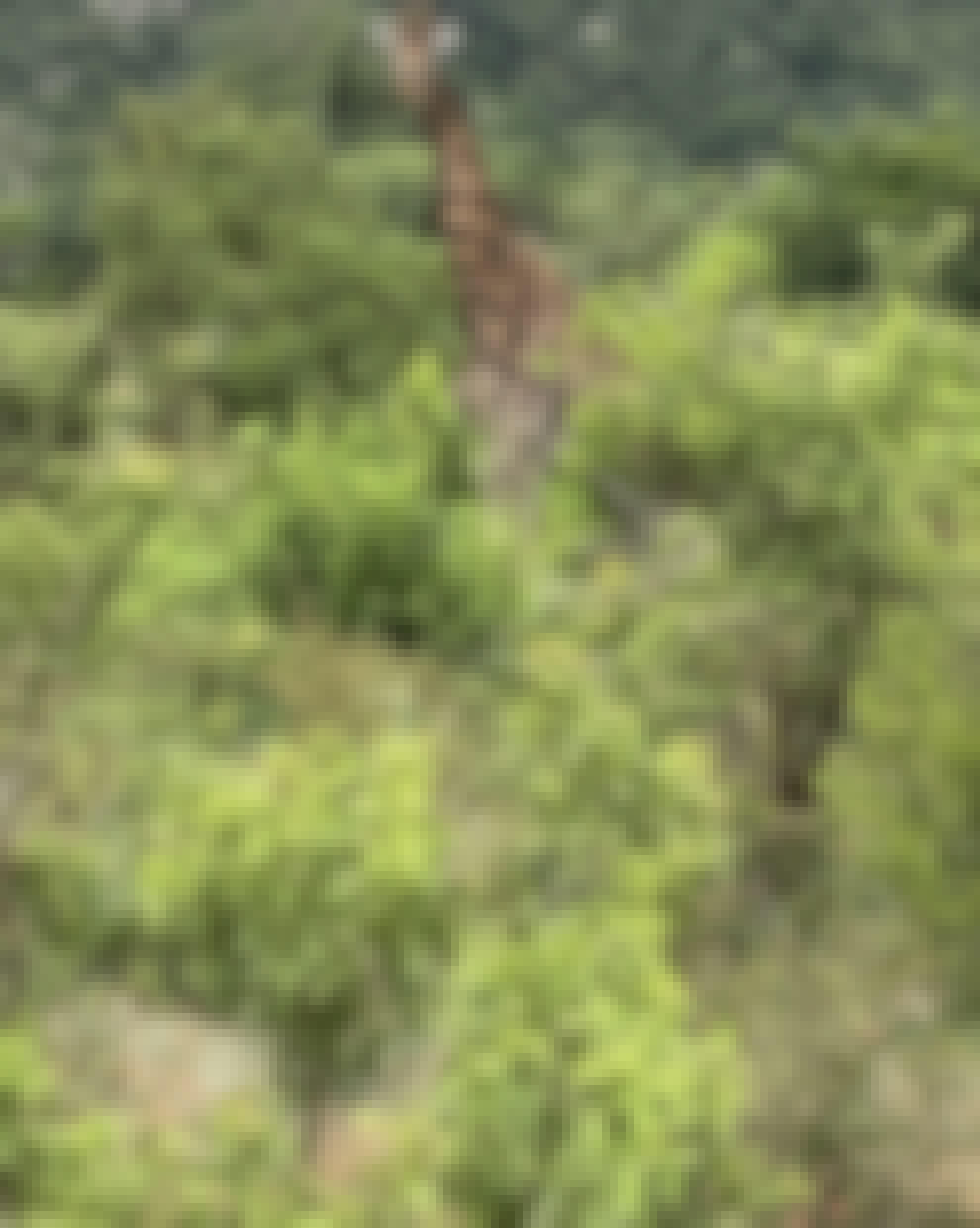 Chandra Kelton: giraffe