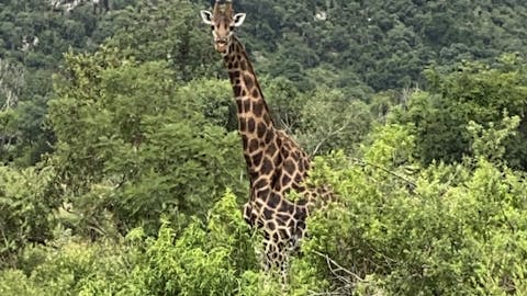 Chandra Kelton: giraffe