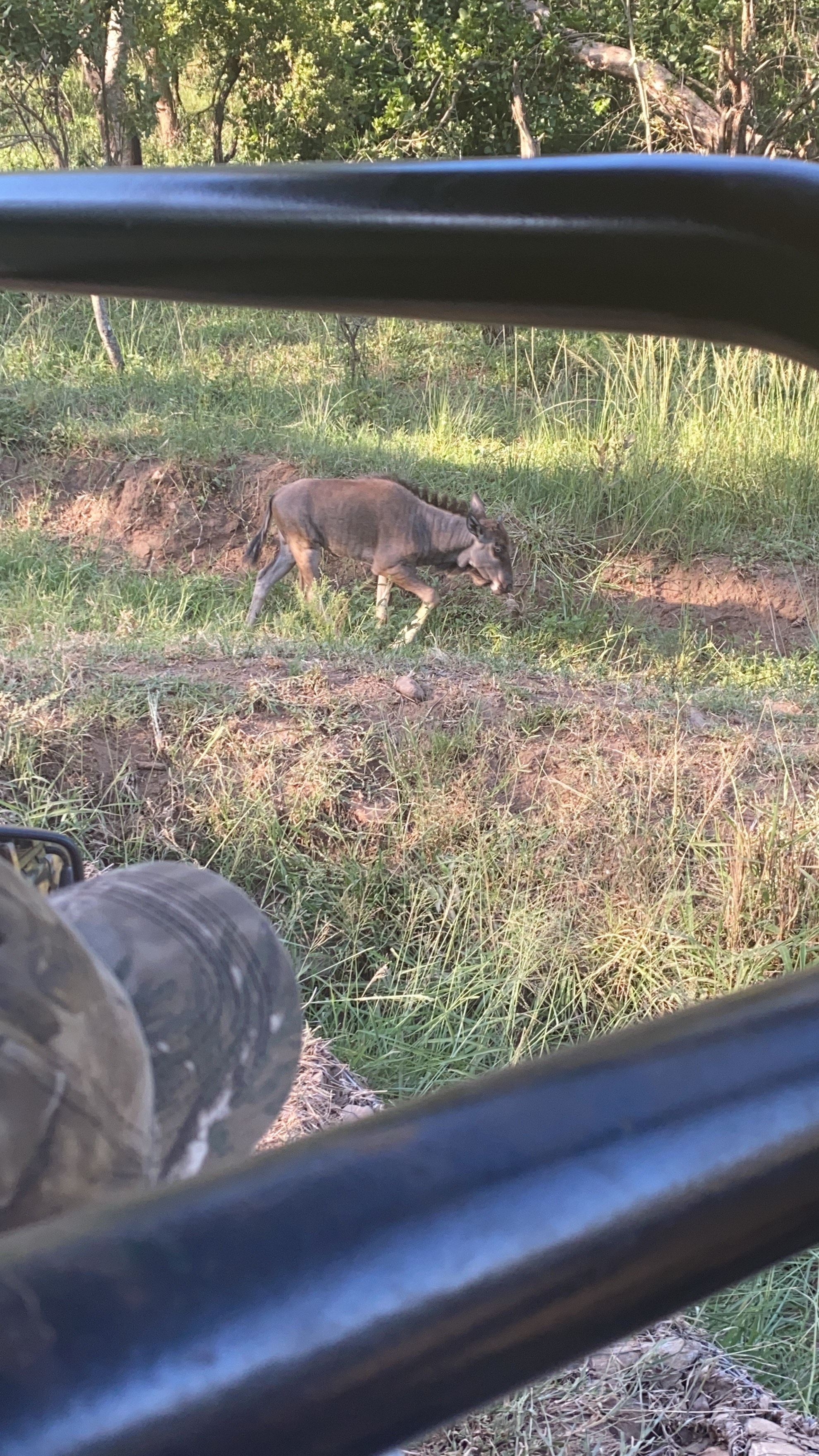 Chandra Kelton: antelope