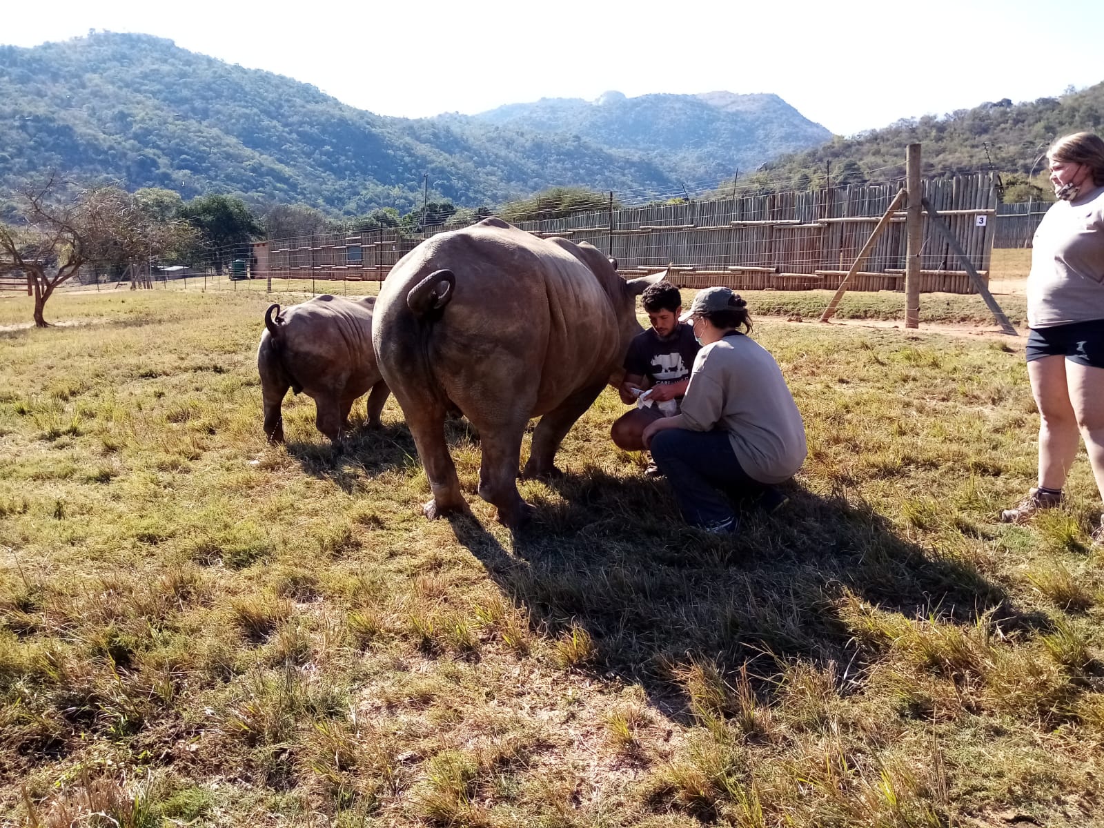 Siske Loggie: rhinos