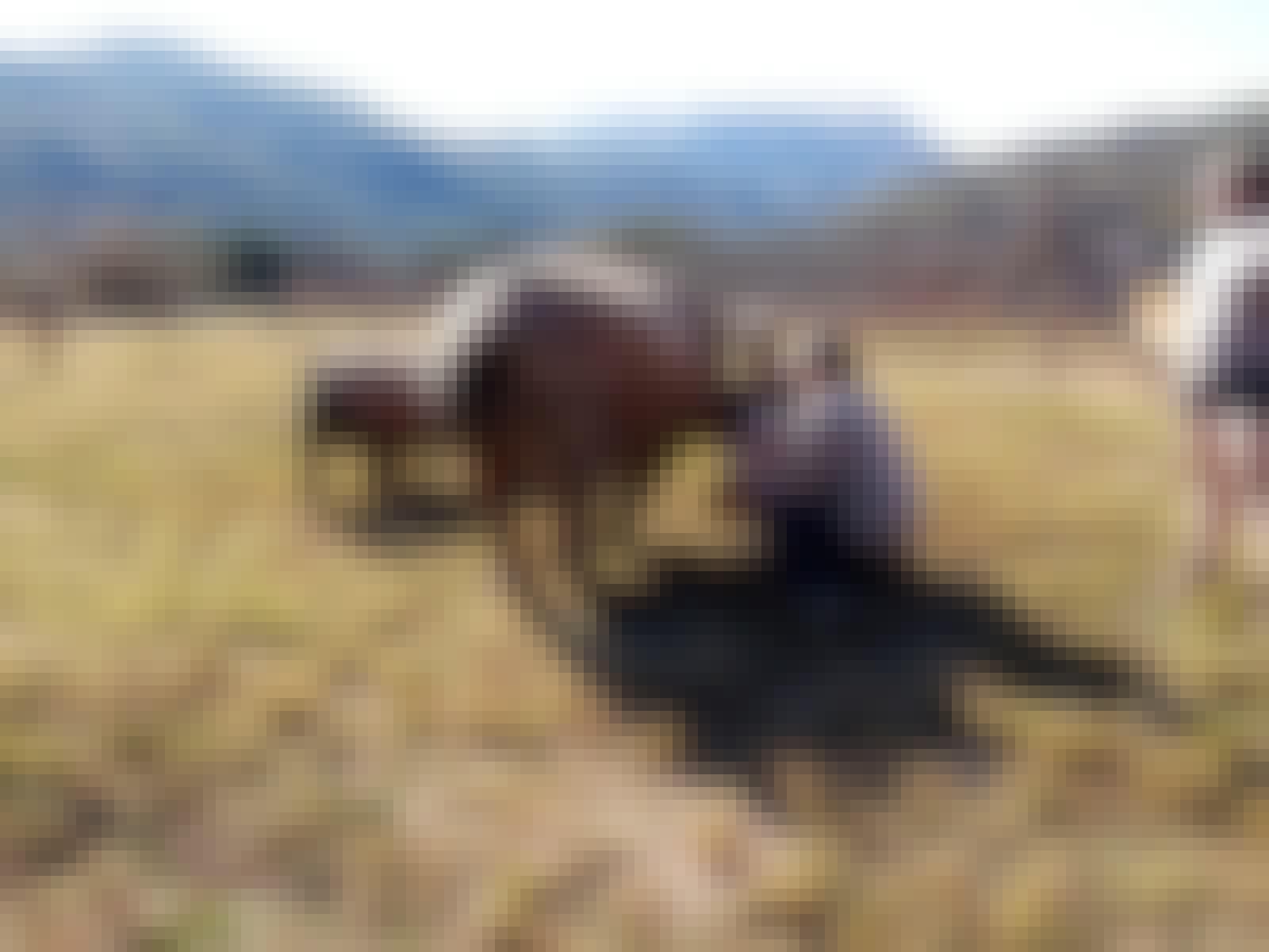 Siske Loggie: rhinos