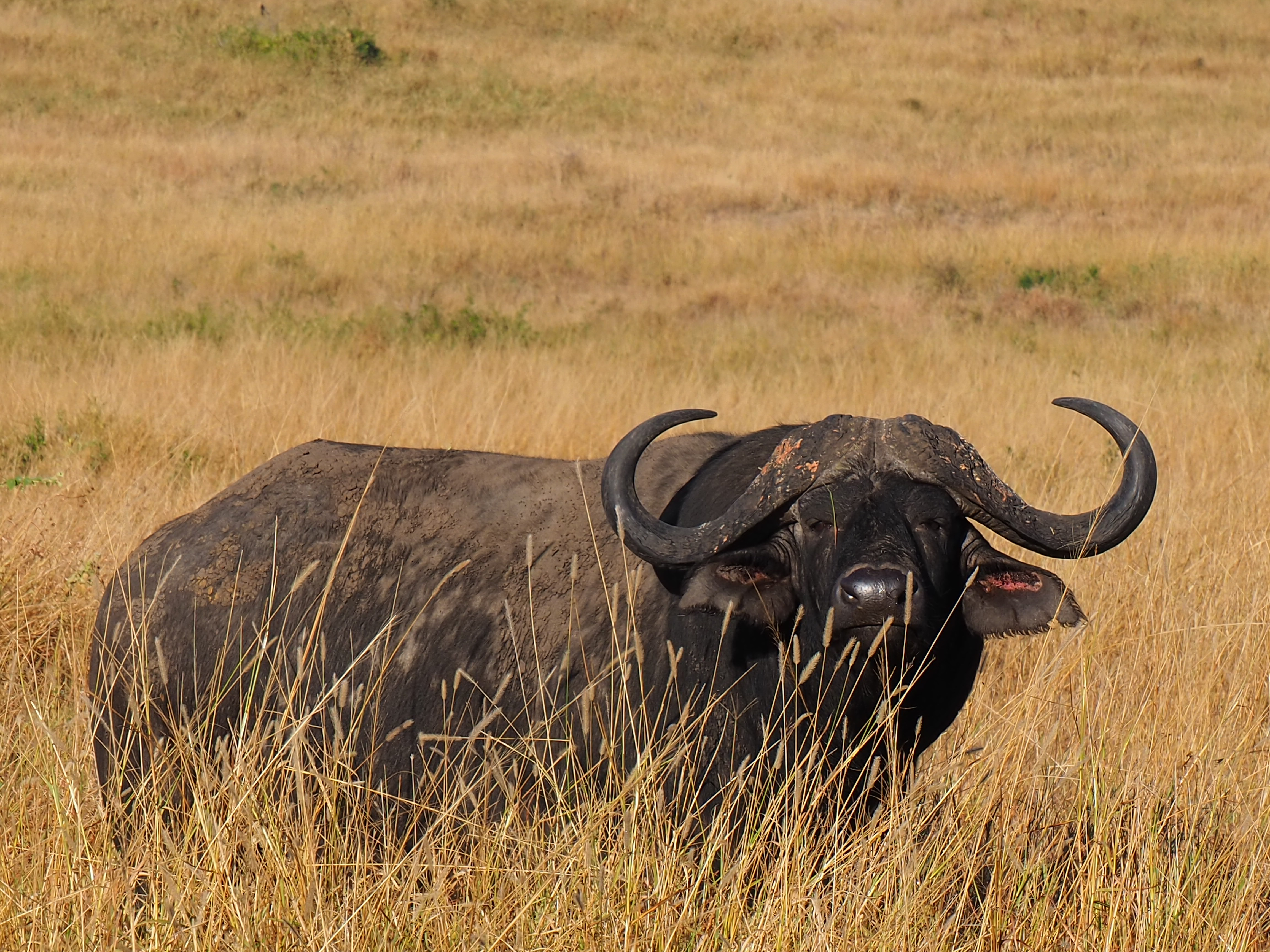 Siske Loggie: buffalo