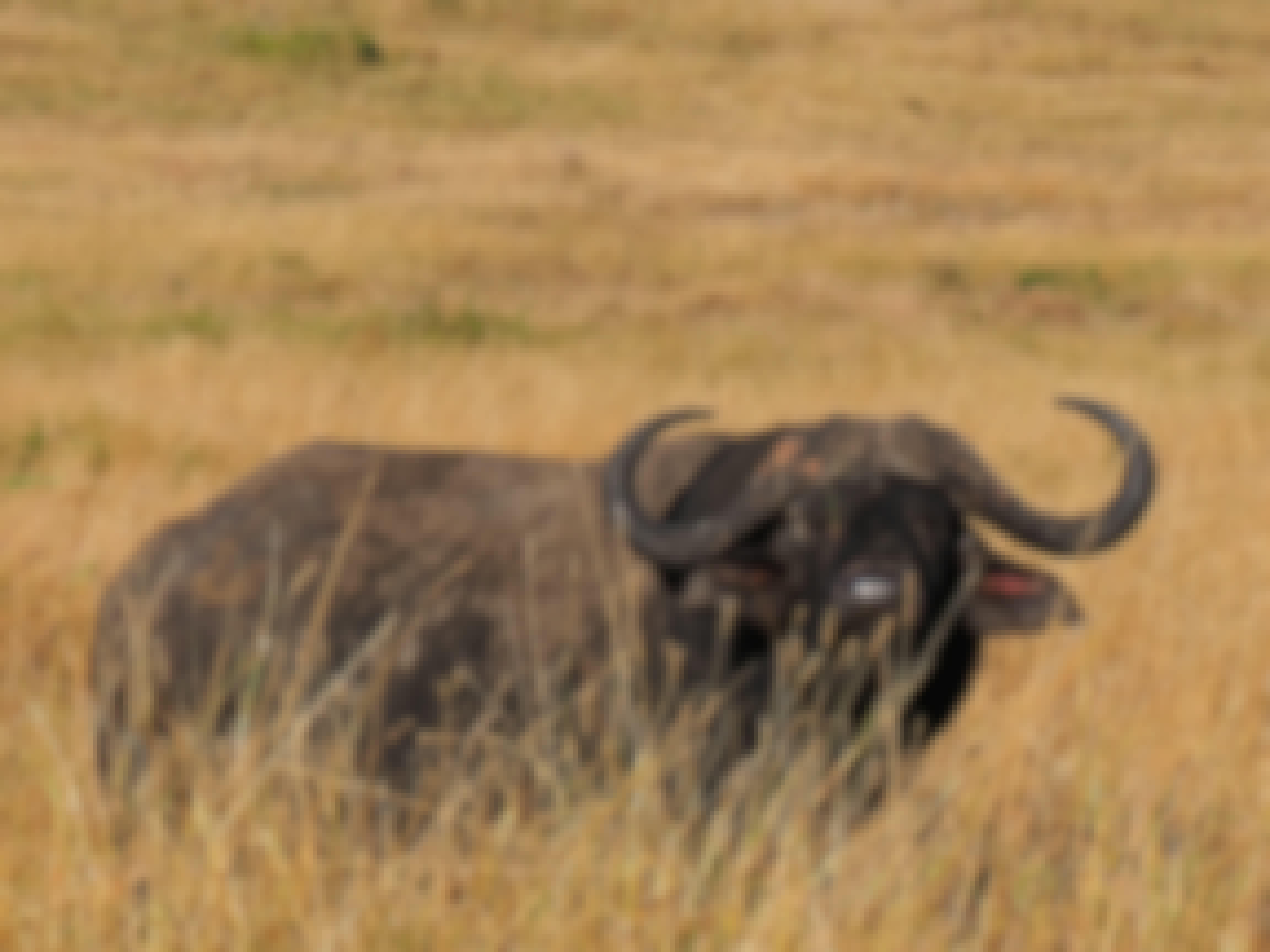 Siske Loggie: buffalo