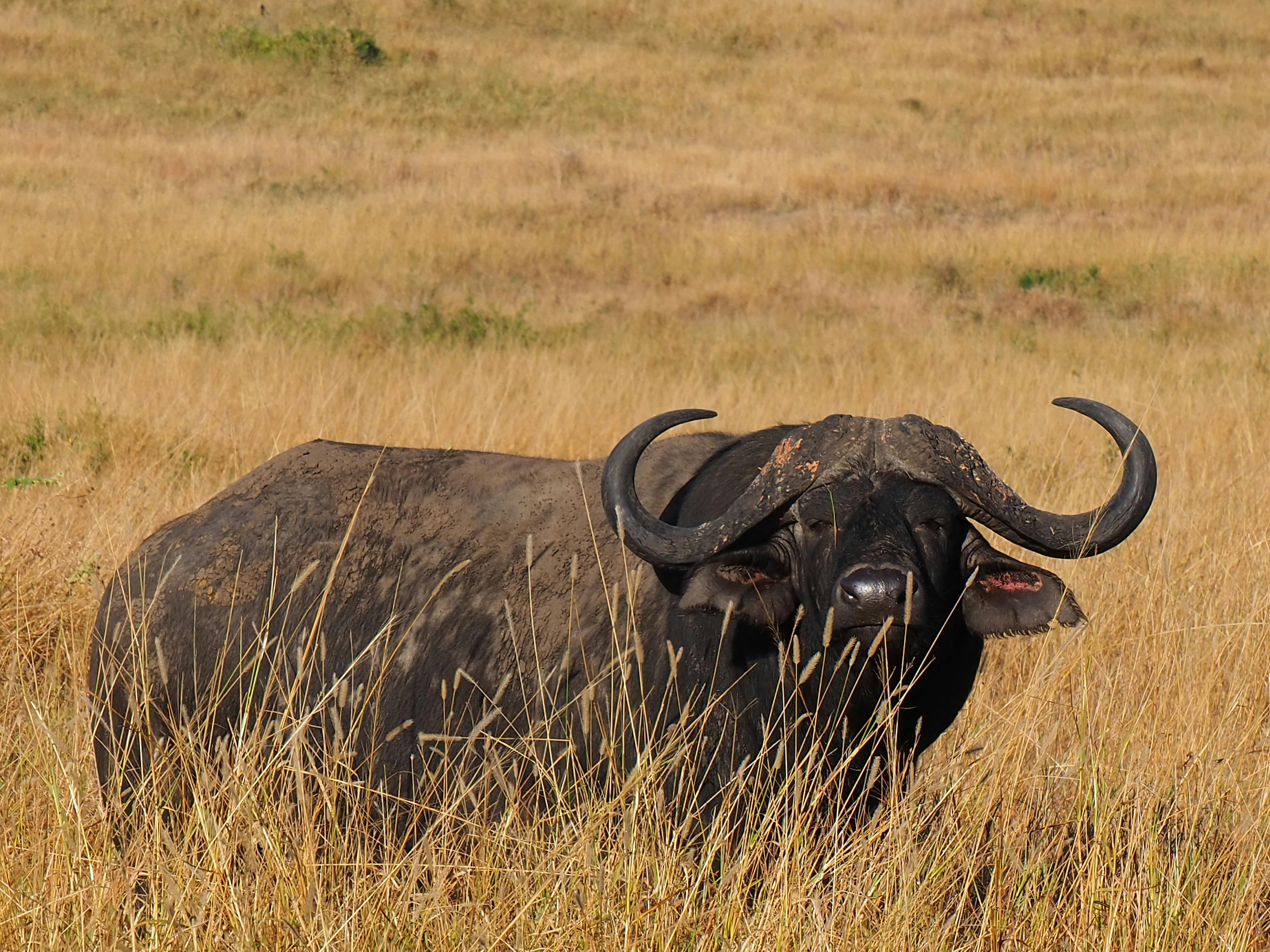 Siske Loggie: buffalo