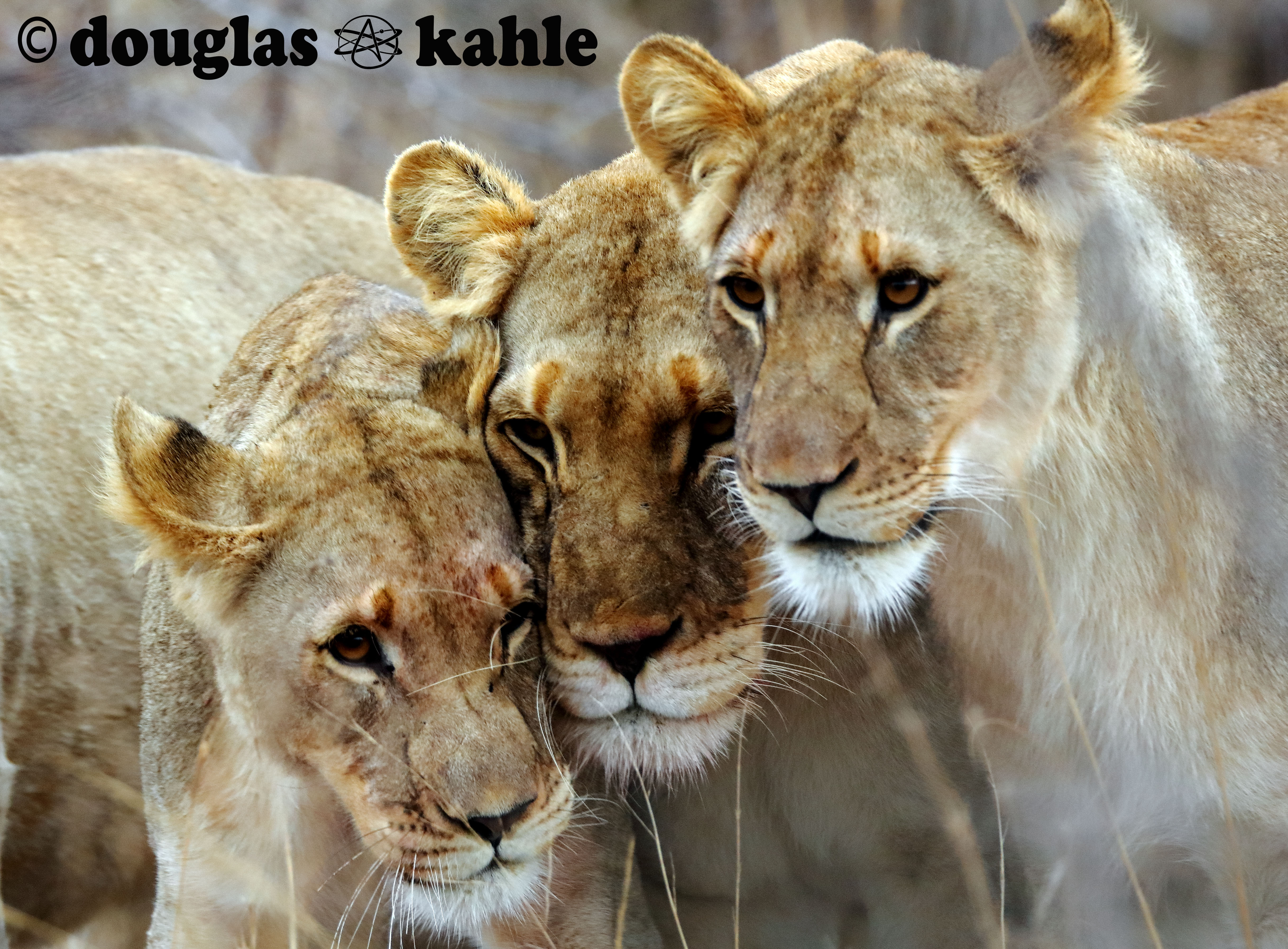 Douglas Kahle: profile