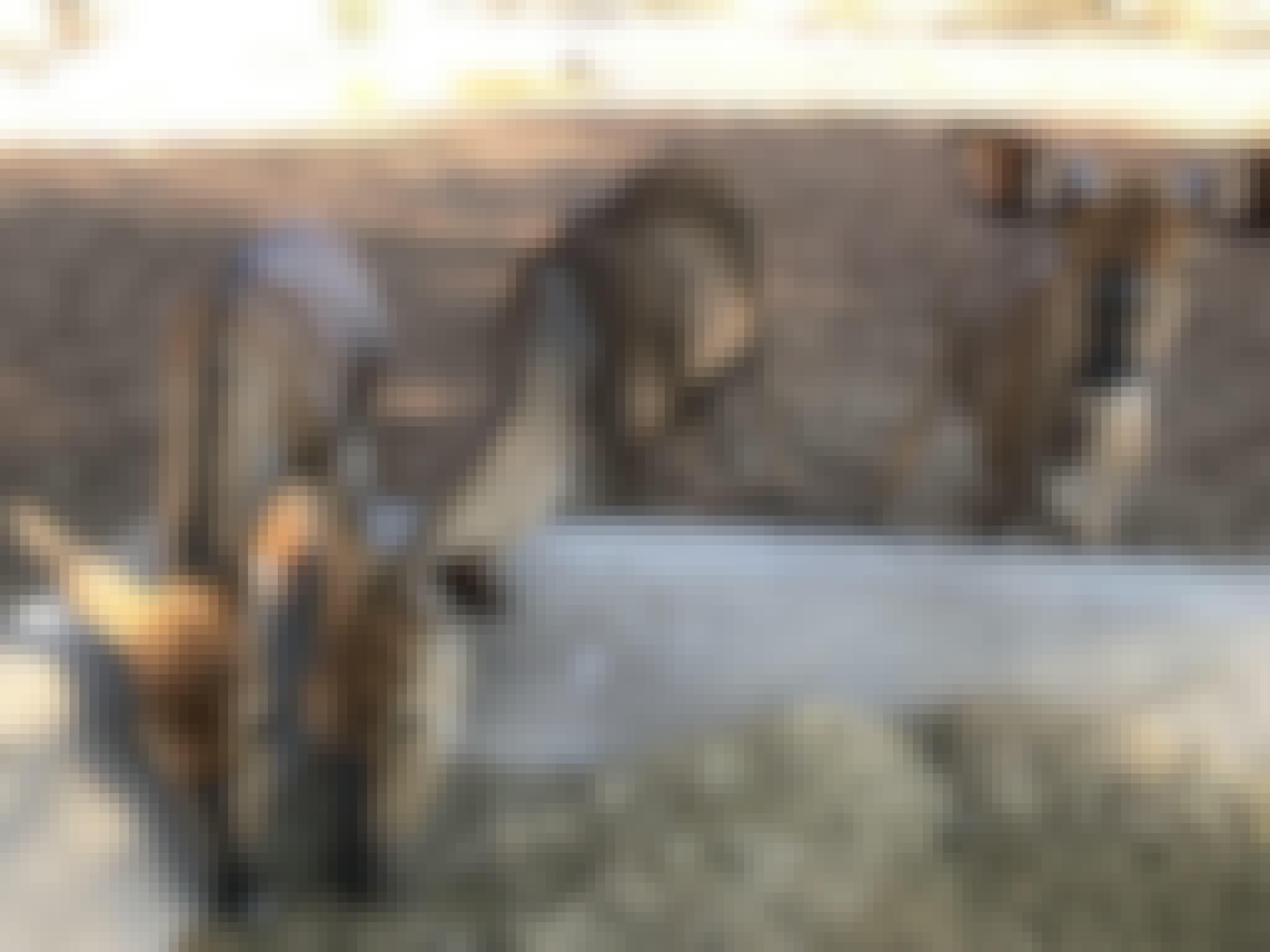 Sophia Greisen: antelope's eating