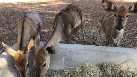 Sophia Greisen: antelope's eating