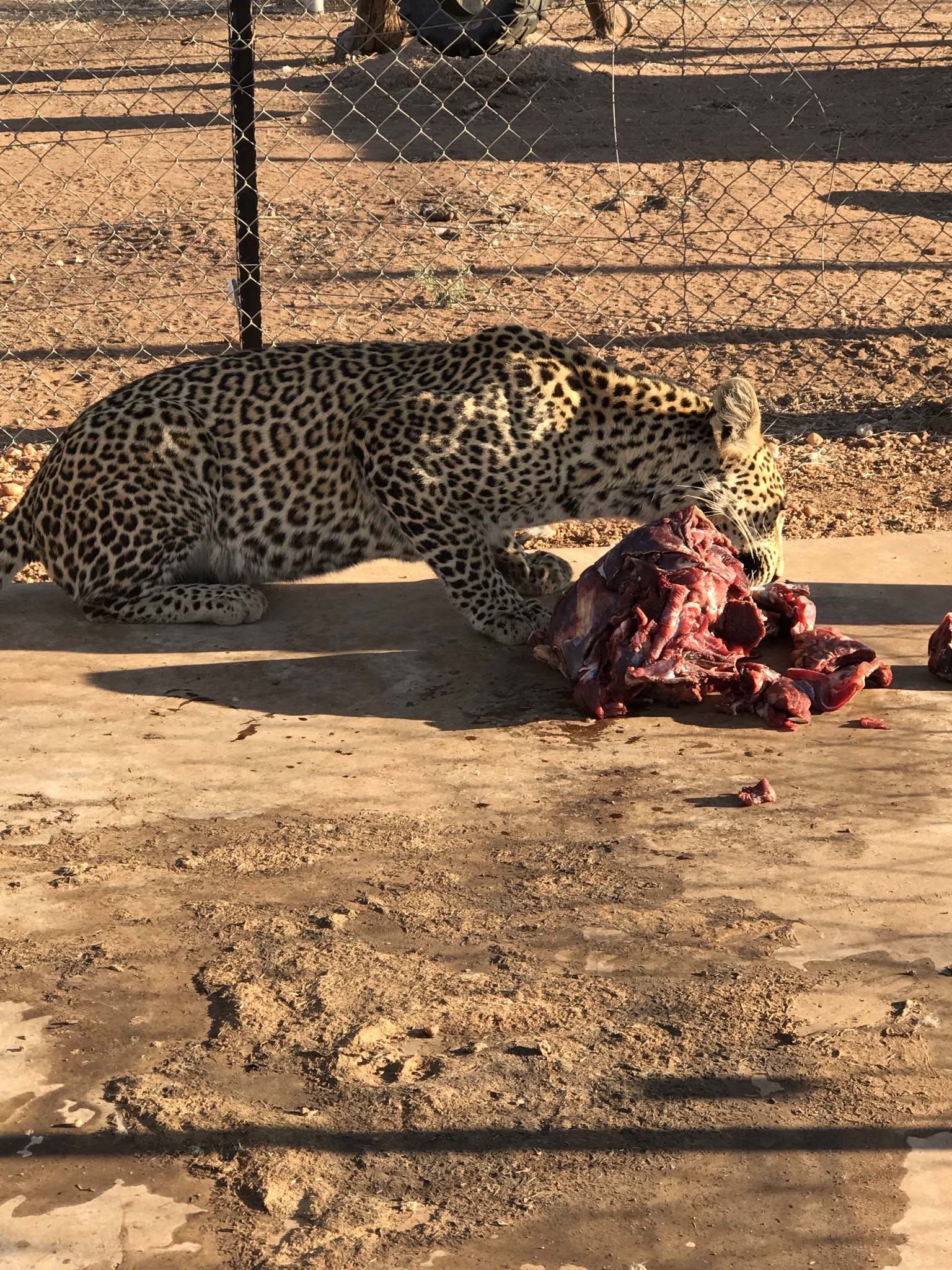 Sophia Greisen: cheetah eating