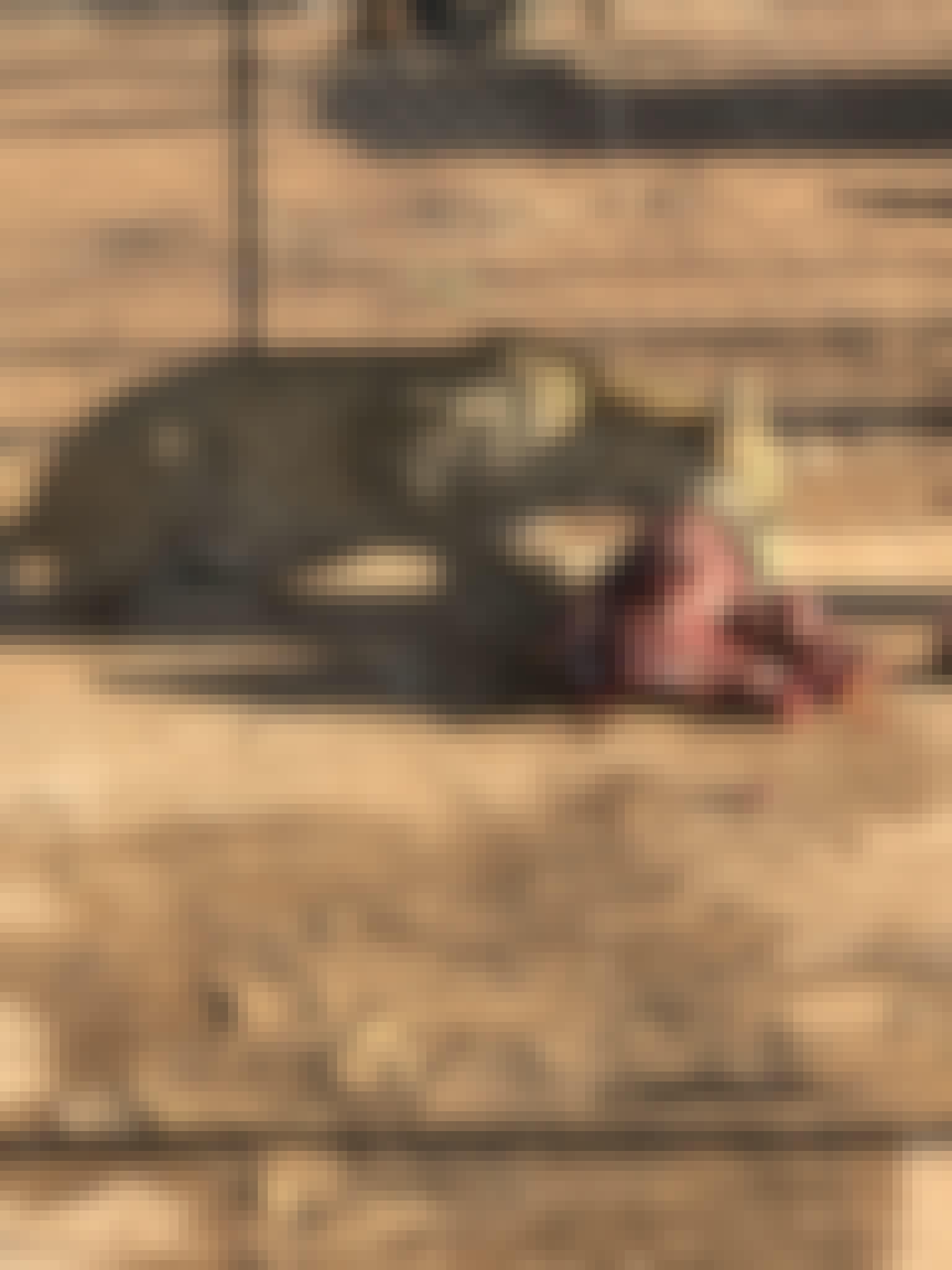 Sophia Greisen: cheetah eating