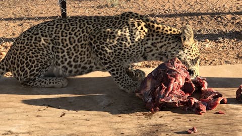 Sophia Greisen: cheetah eating