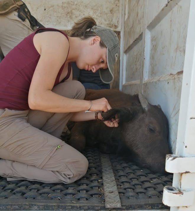 Sophia Greisen: injecting a baby buffalo