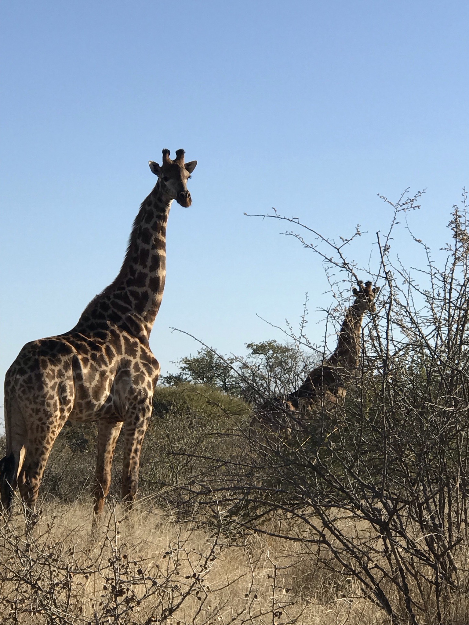 Sophia Greisen: giraffes