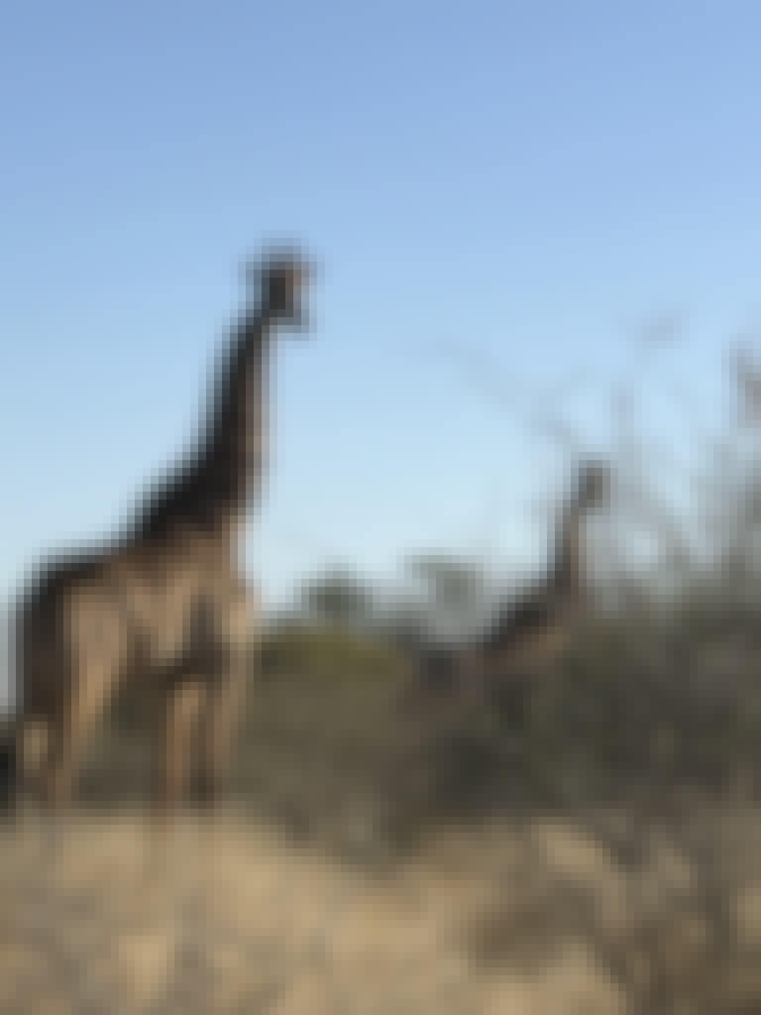 Sophia Greisen: giraffes