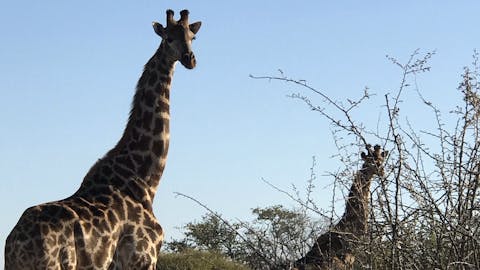 Sophia Greisen: giraffes