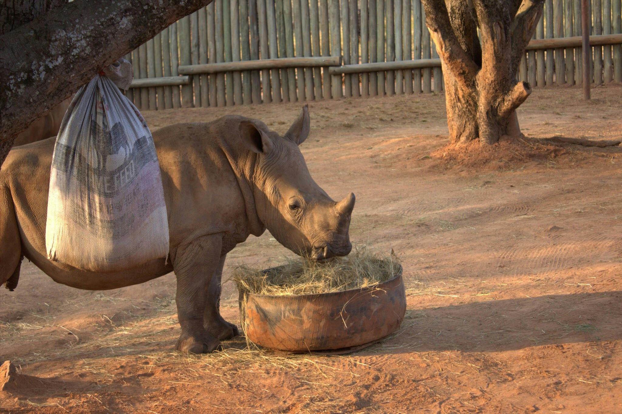 Madeleine Grocott: rhino