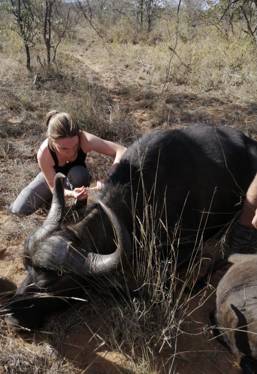 Sophia Greisen: injecting a buffalo