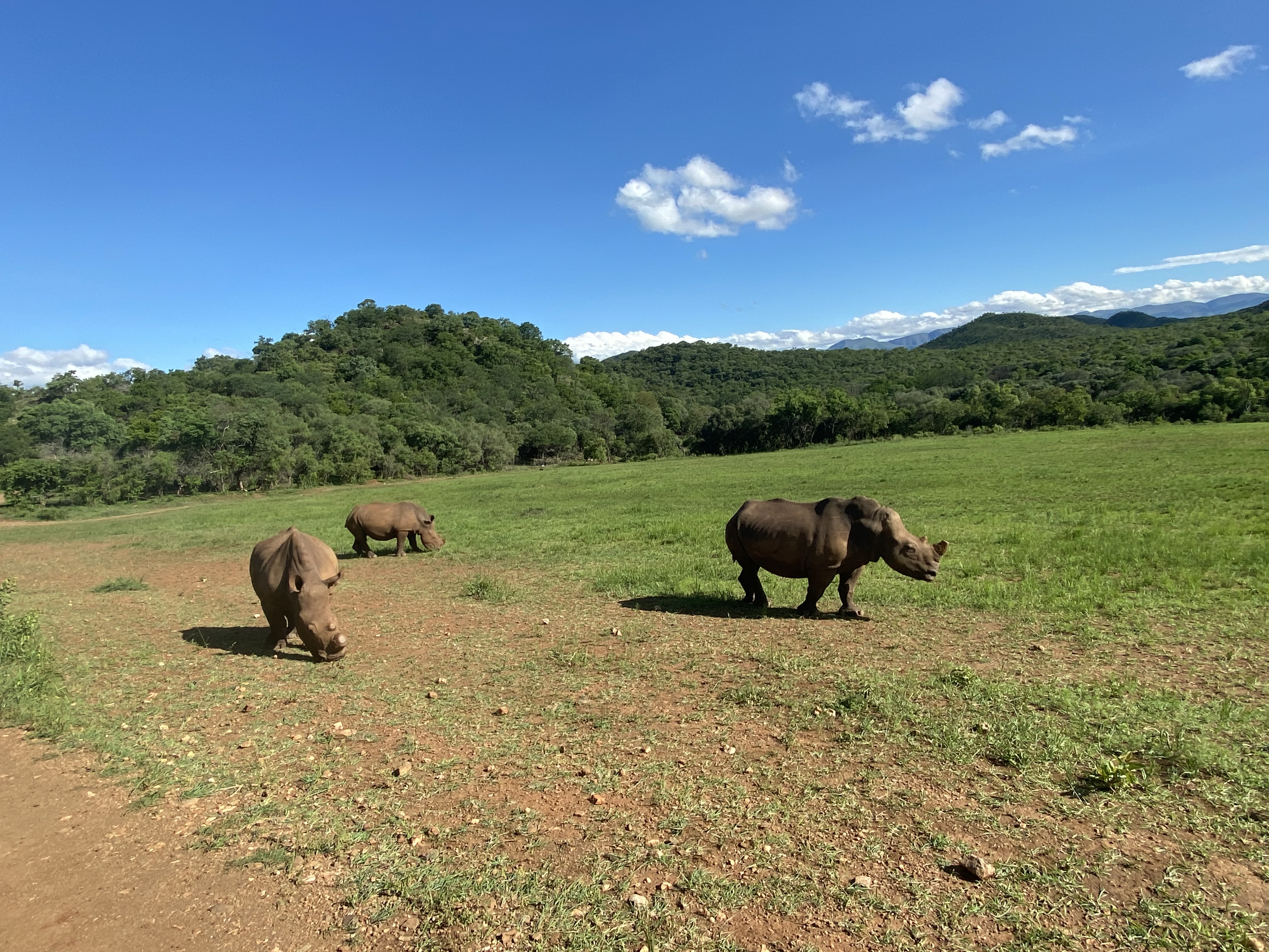 Sabrina Roach: rhinos