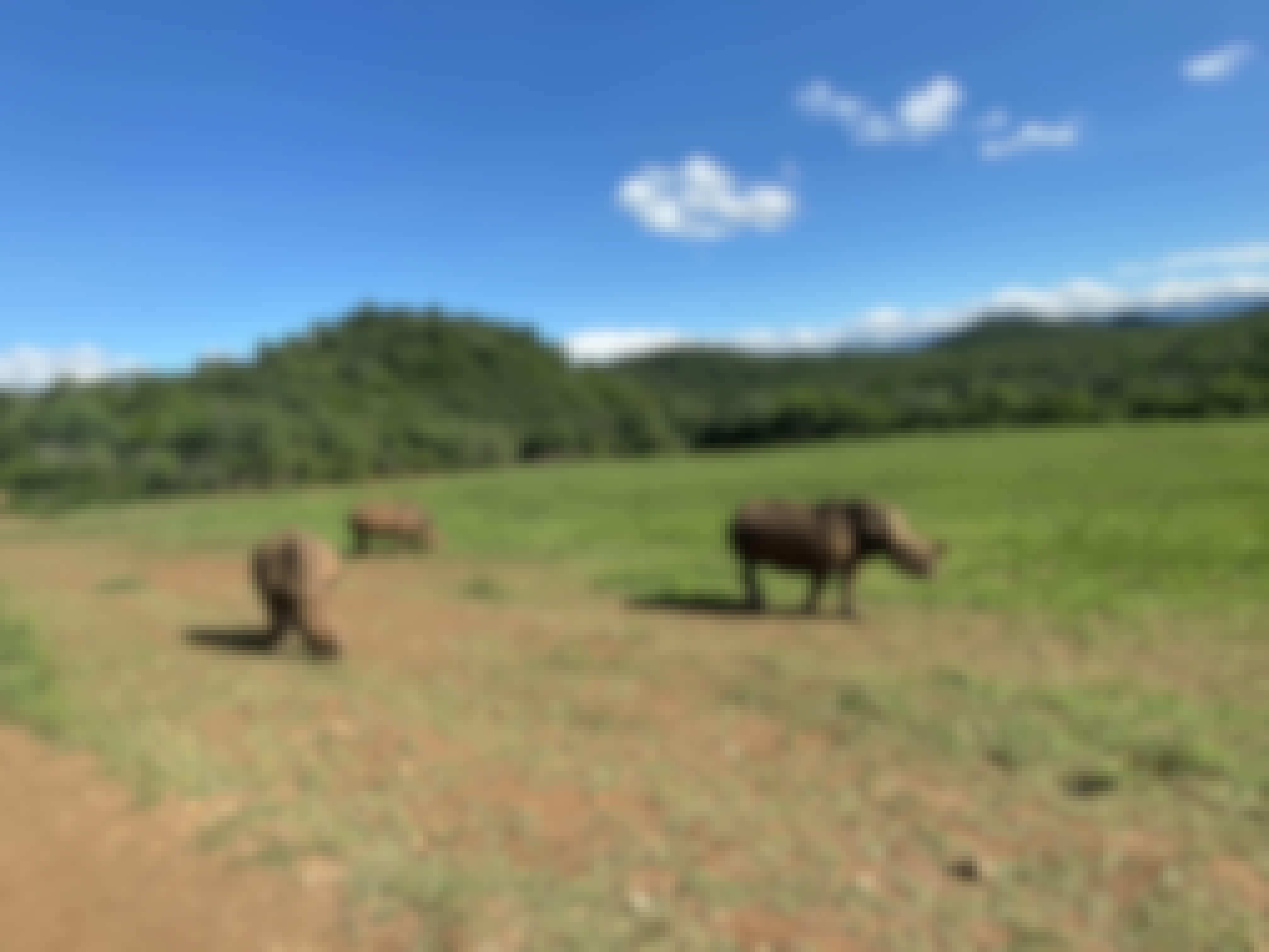 Sabrina Roach: rhinos