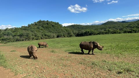 Sabrina Roach: rhinos