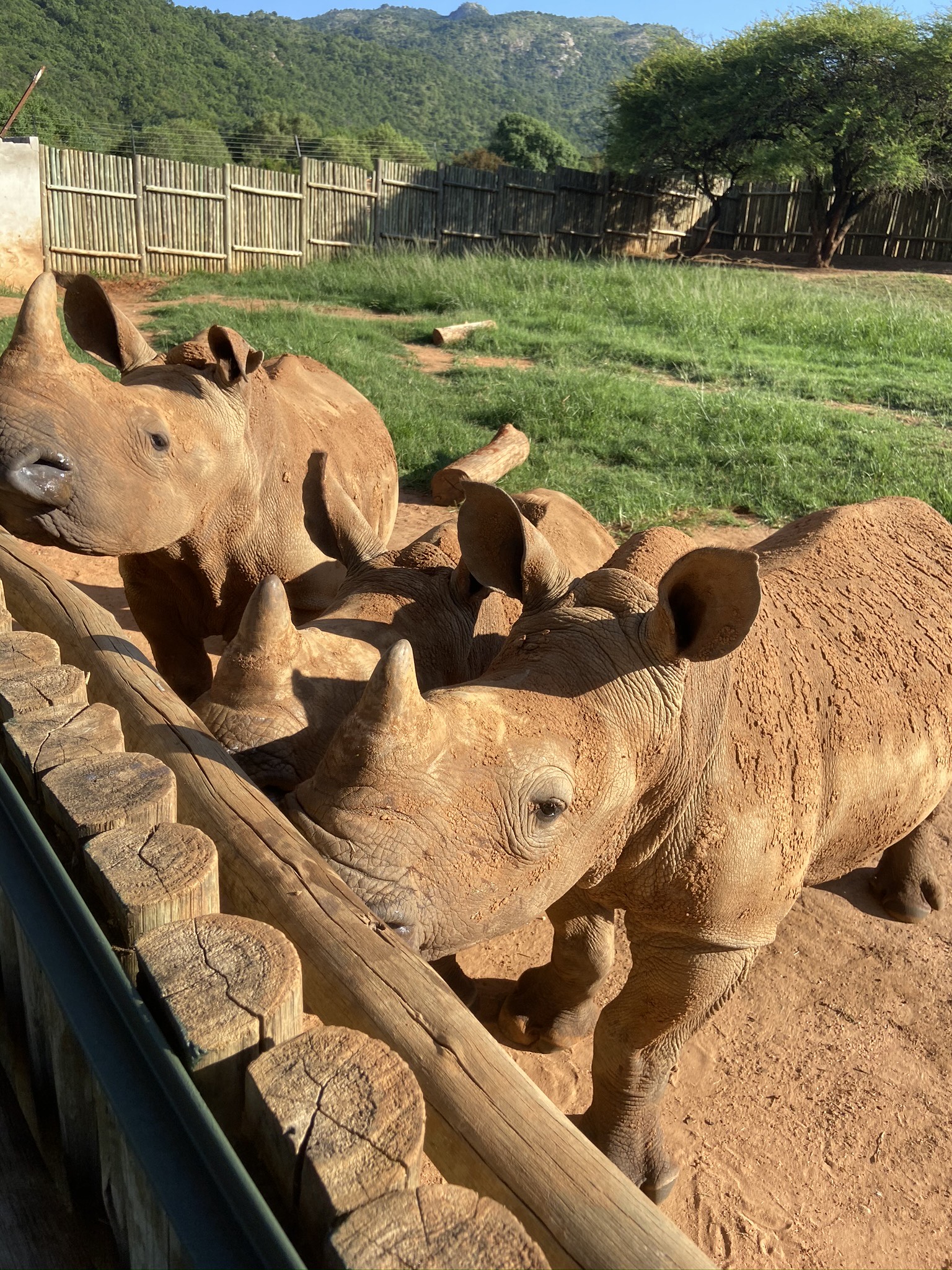 Sabrina Roach: baby rhinos
