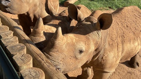 Sabrina Roach: baby rhinos