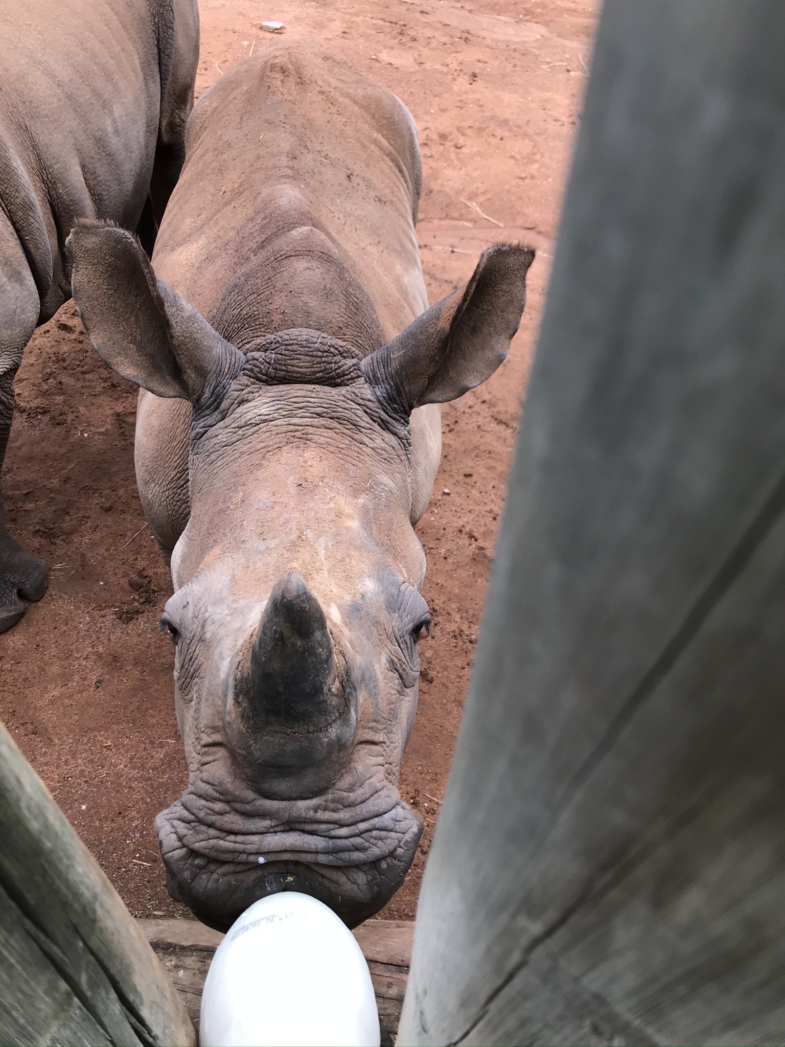 Sabrina Roach: bottle feeding a baby rhino