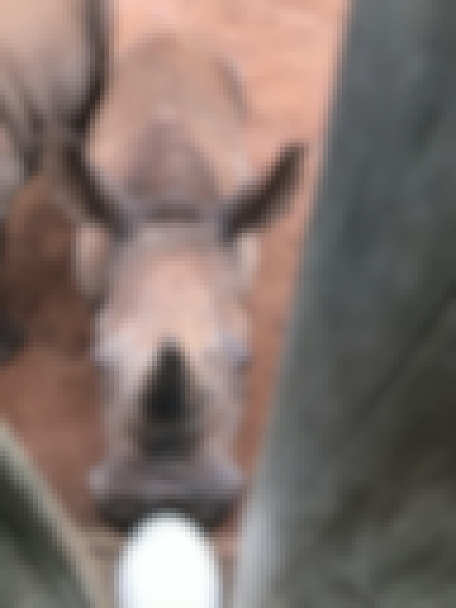 Sabrina Roach: bottle feeding a baby rhino