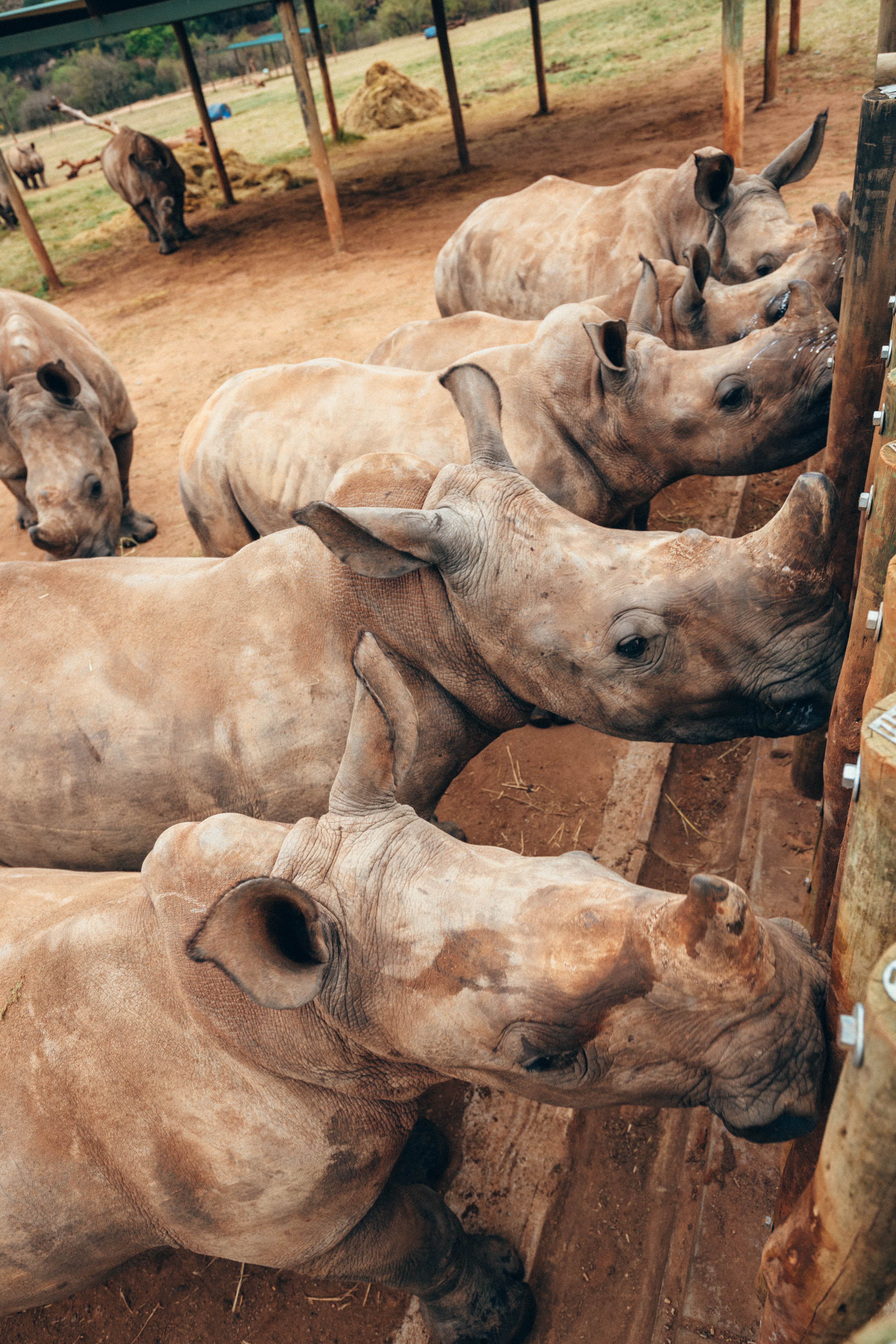 Maartje van Vlerken: rhinos at feeding time