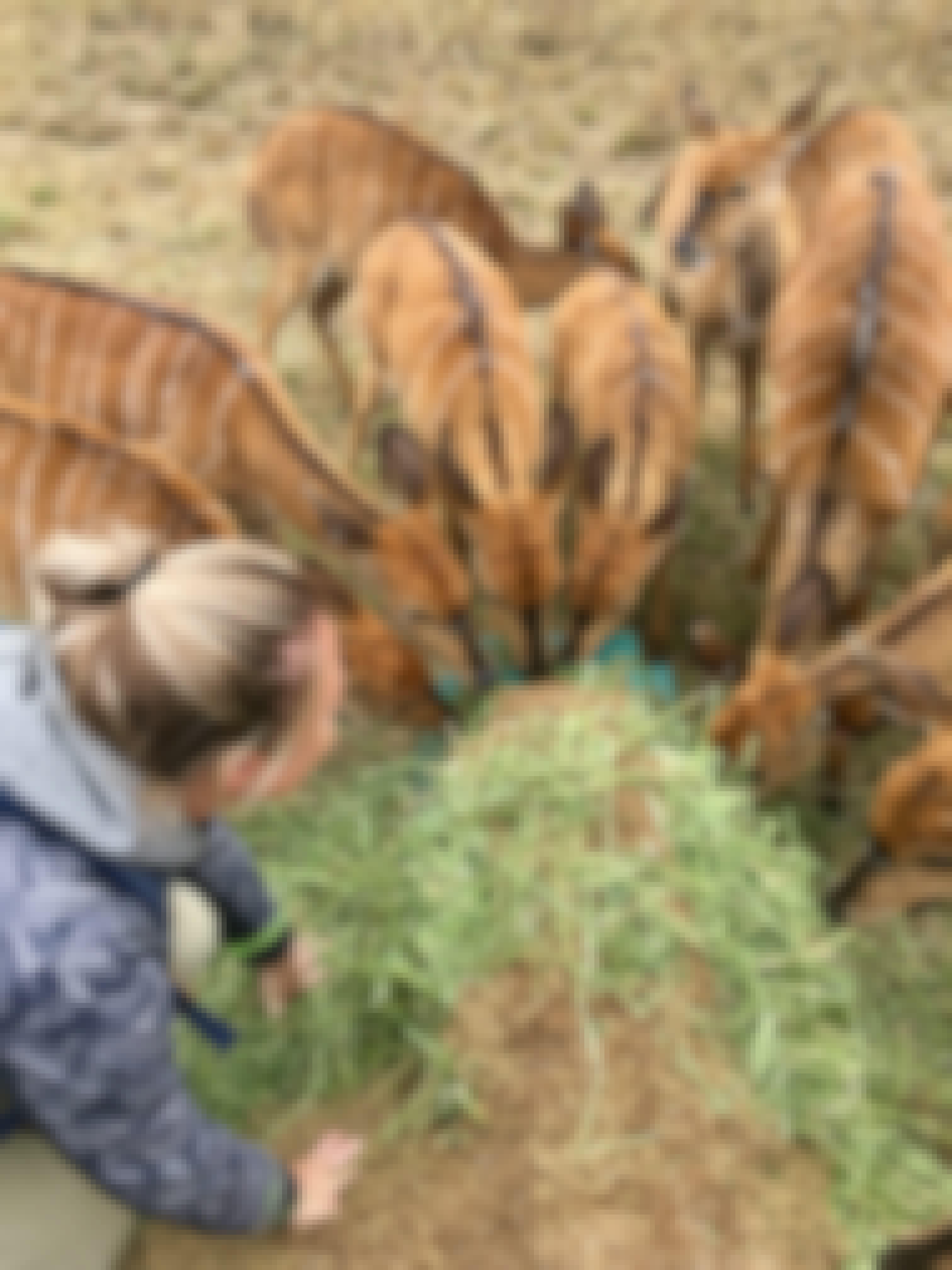 Maartje van Vlerken: feeding