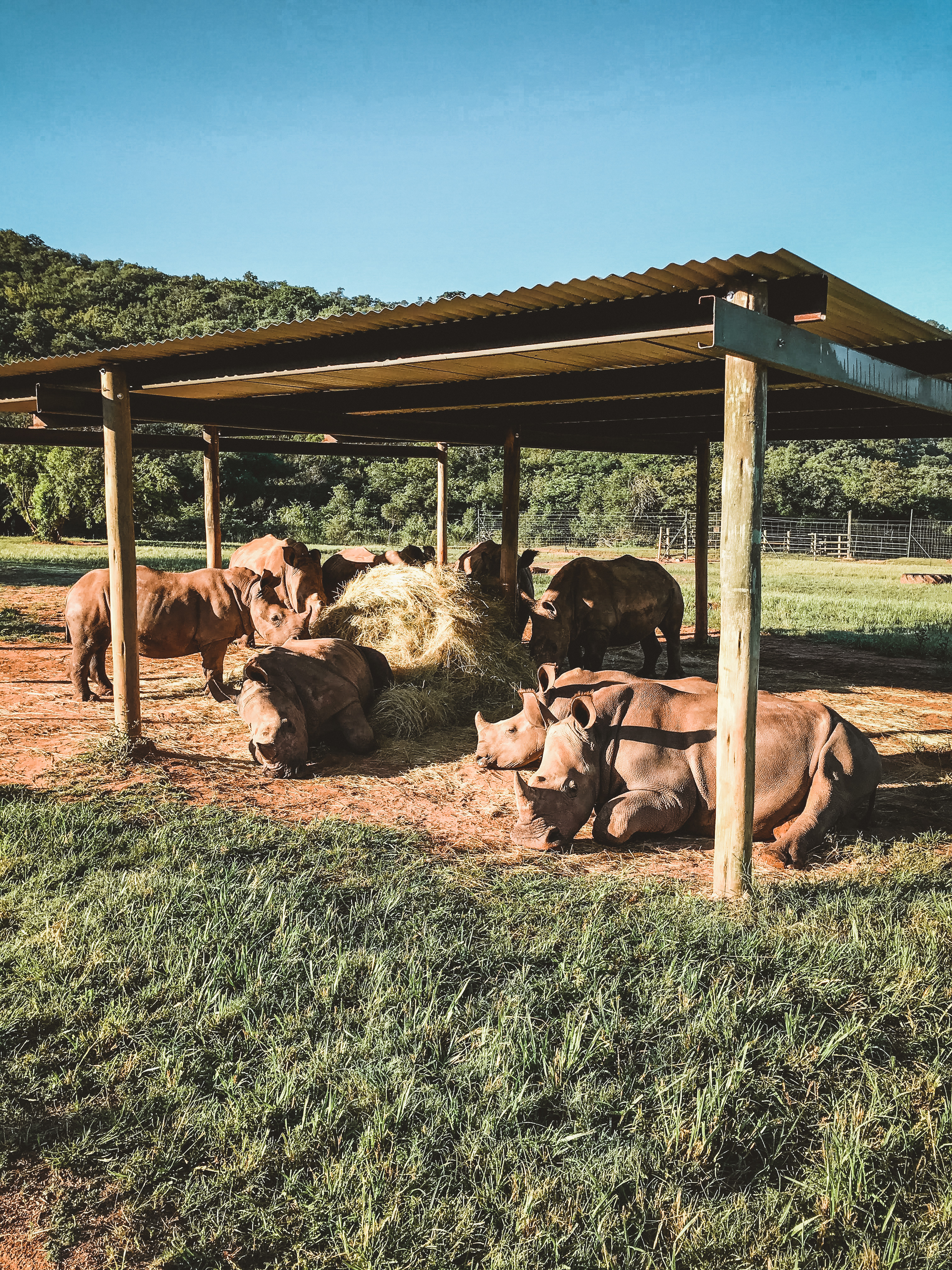 Magdalena Edwards: rhinos relaxing