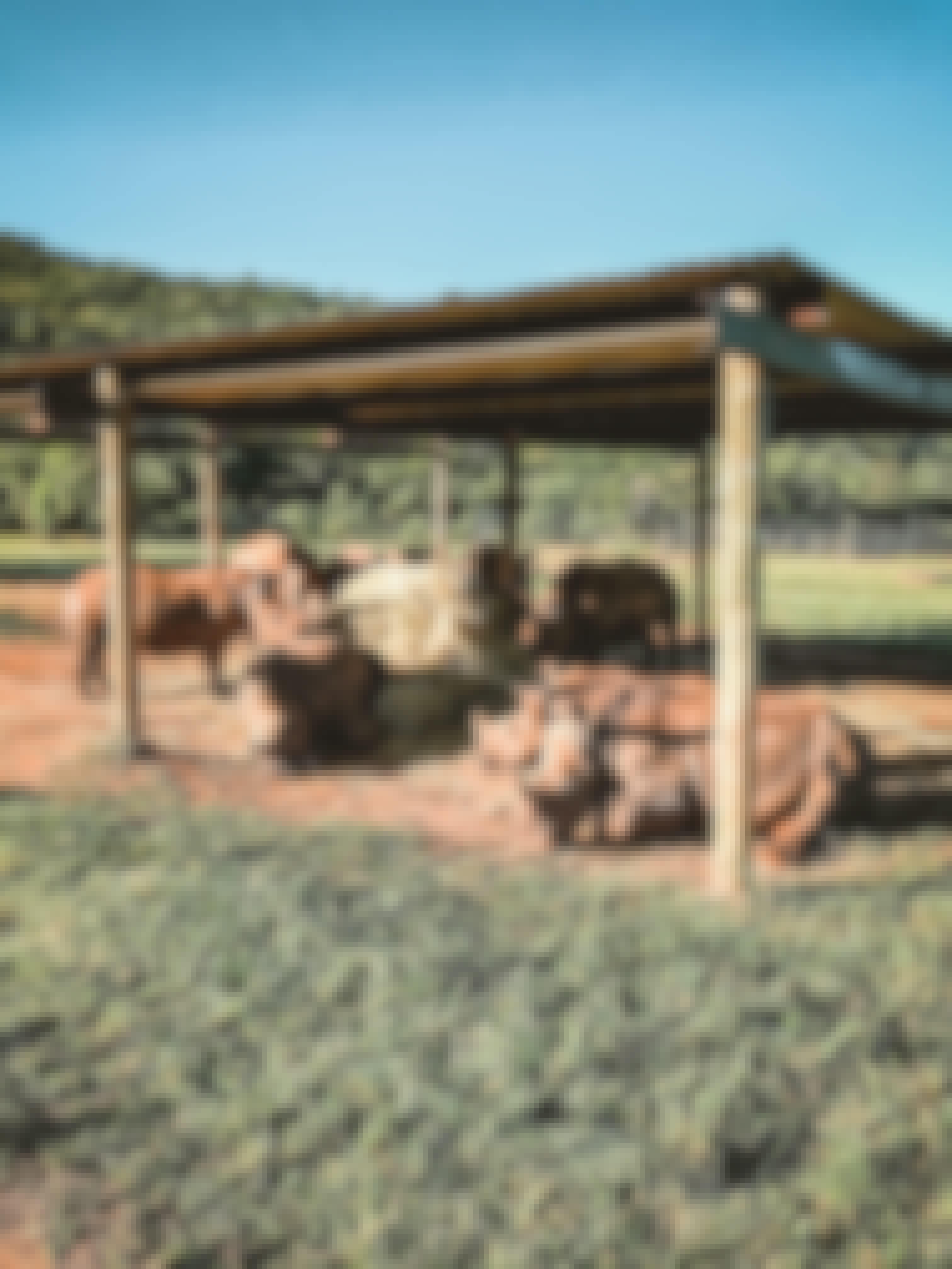 Magdalena Edwards: rhinos relaxing