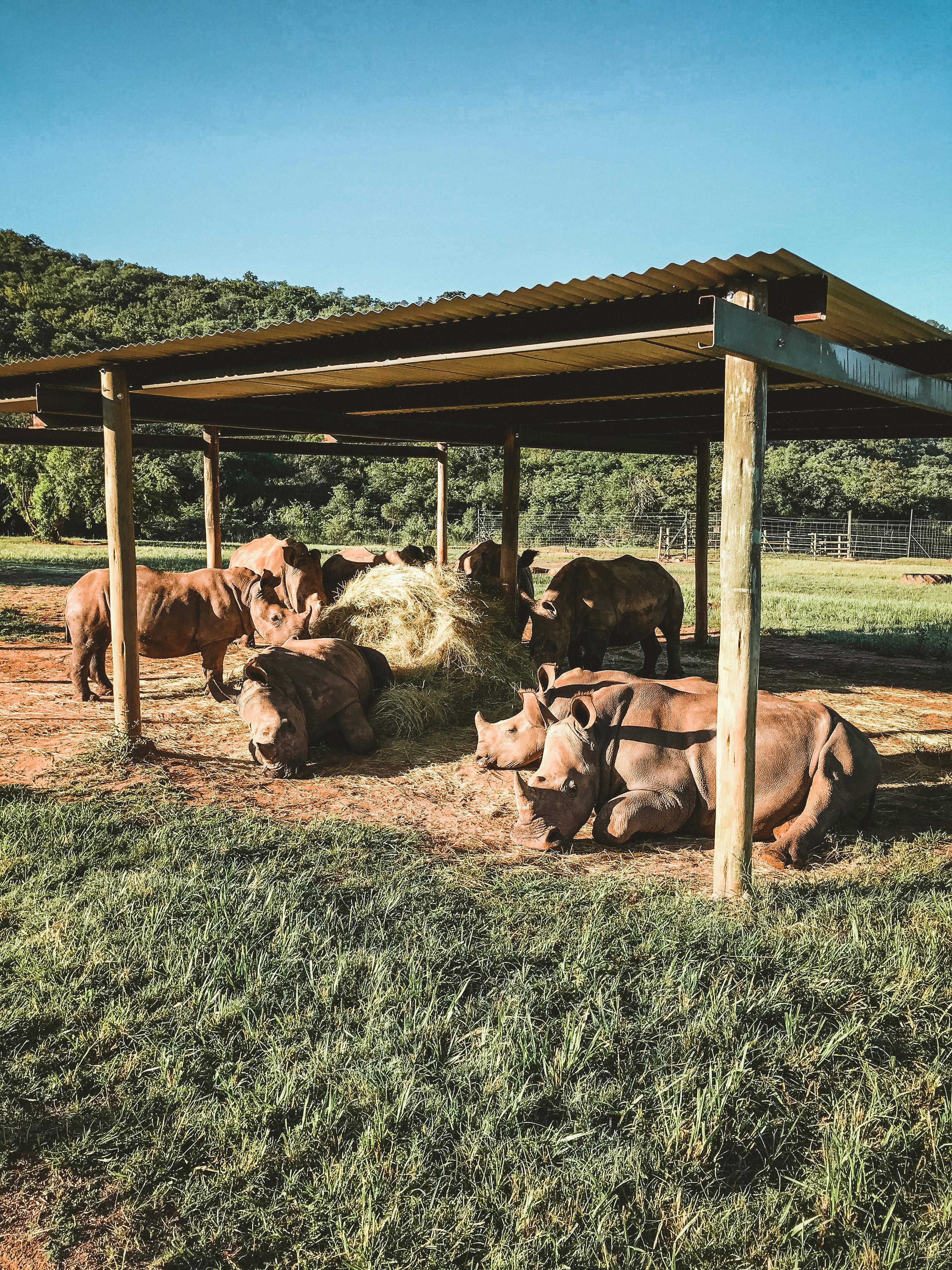 Magdalena Edwards: rhinos relaxing