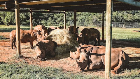 Magdalena Edwards: rhinos relaxing