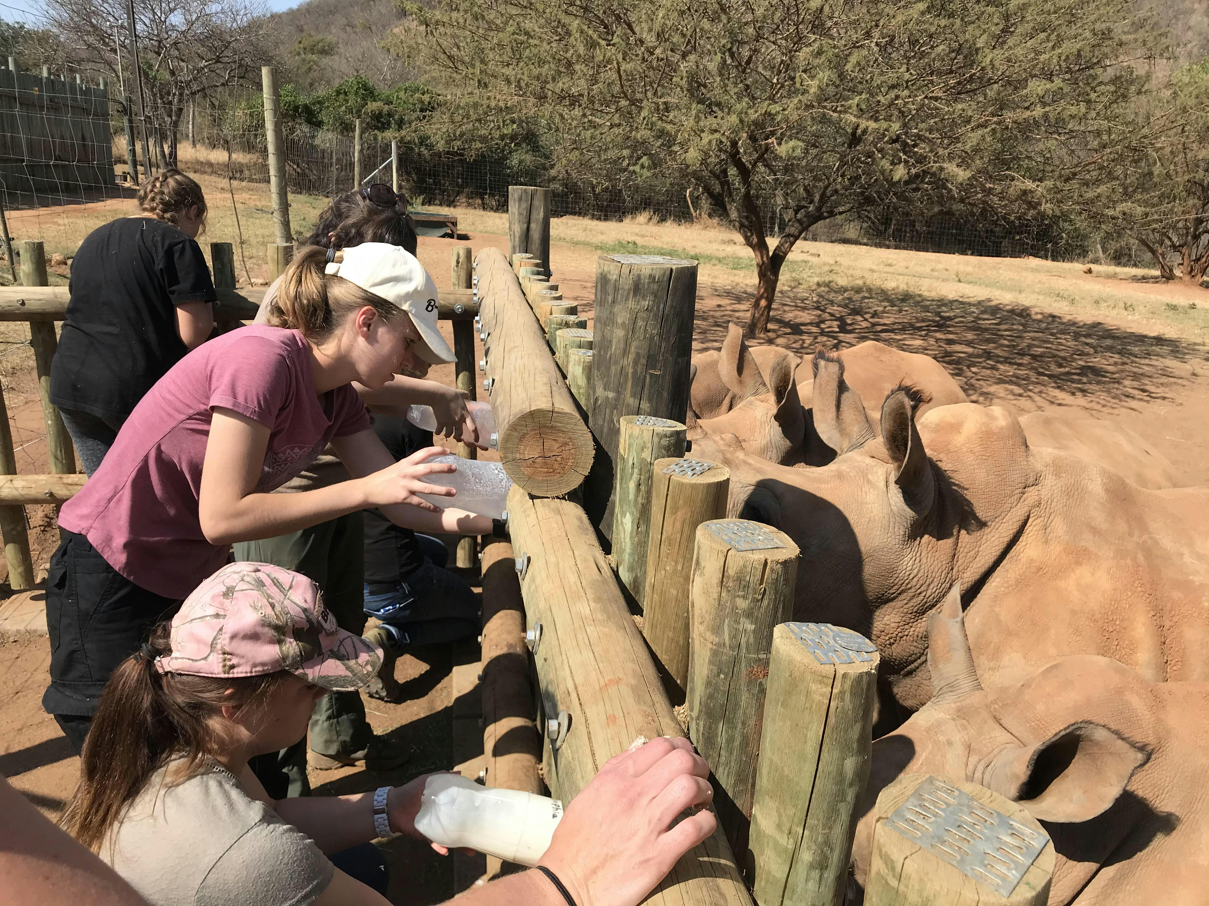 Nina Kubicek: bottle feeding baby rhinos