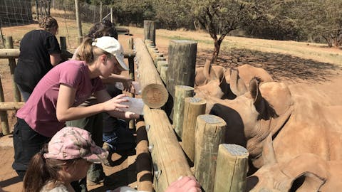 Nina Kubicek: bottle feeding baby rhinos